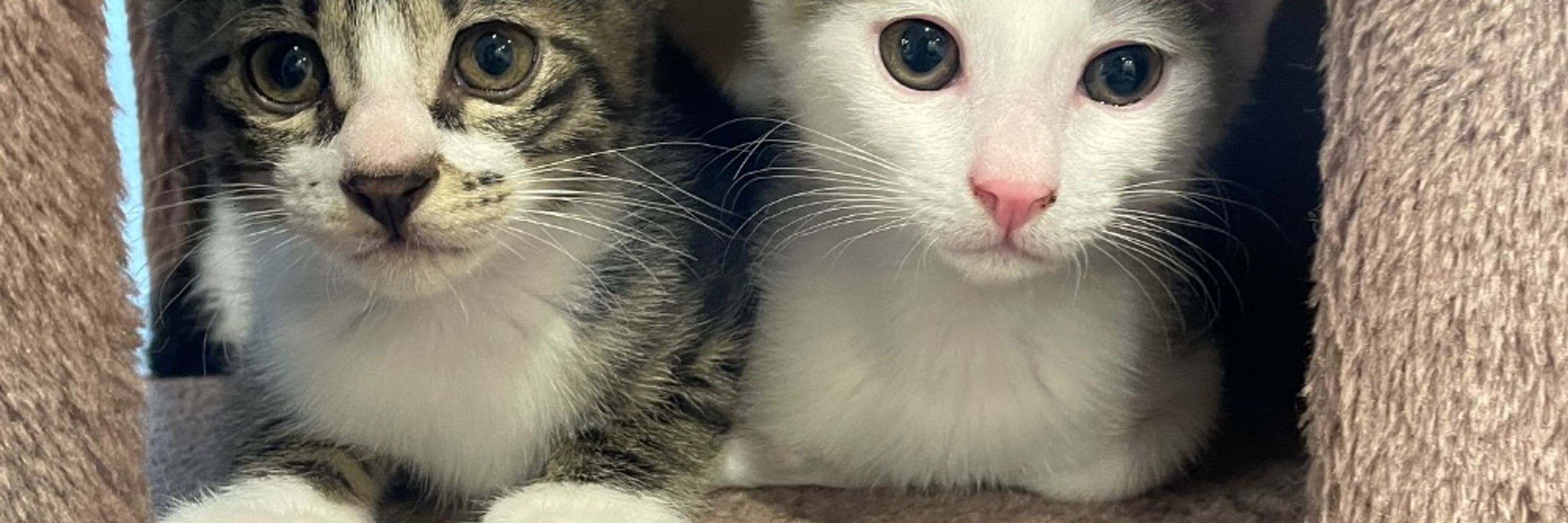 くろねこ