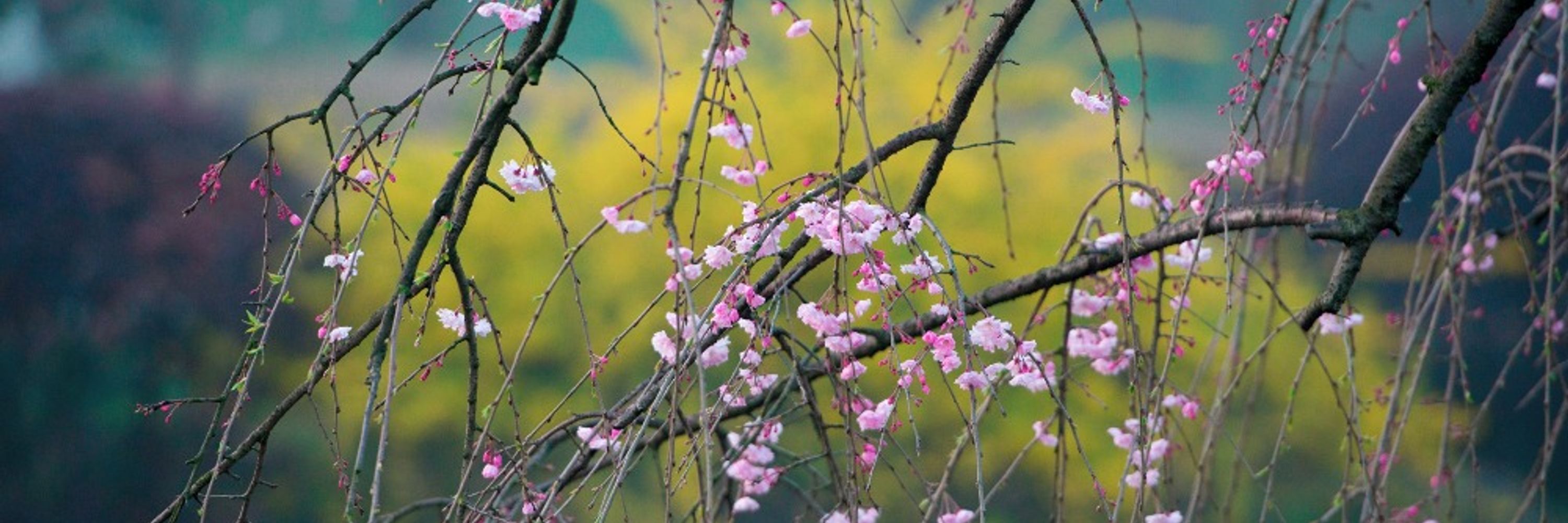 花柳夜多朗