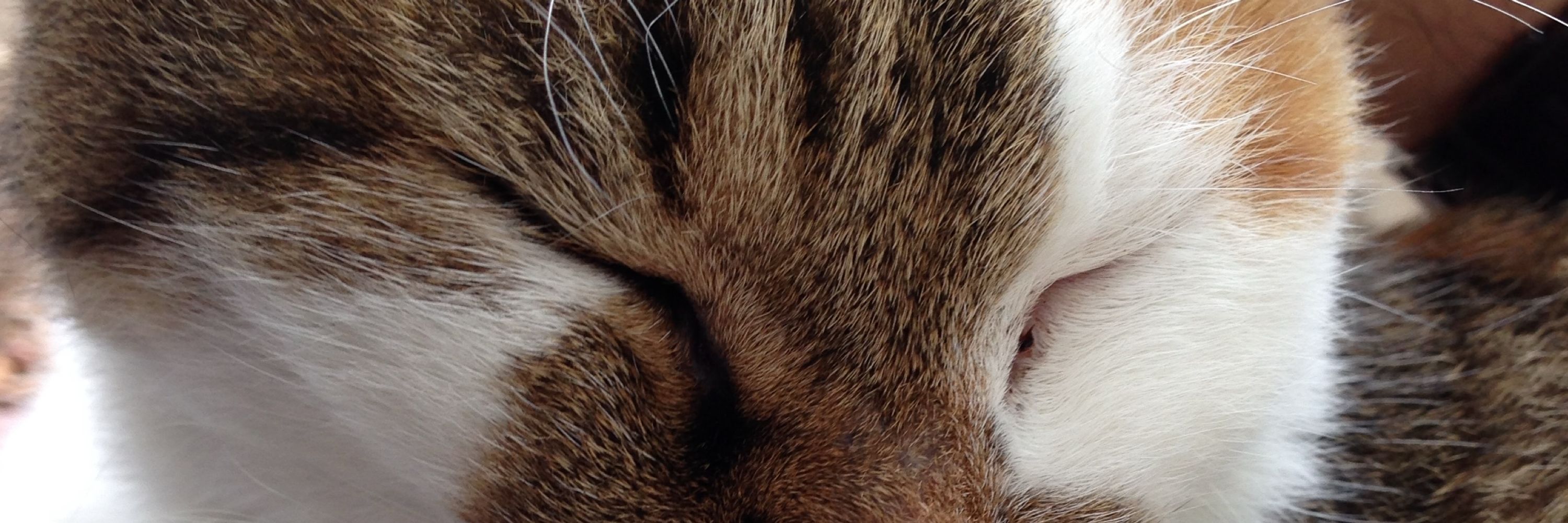 ねこんでるねこ🐈🐾