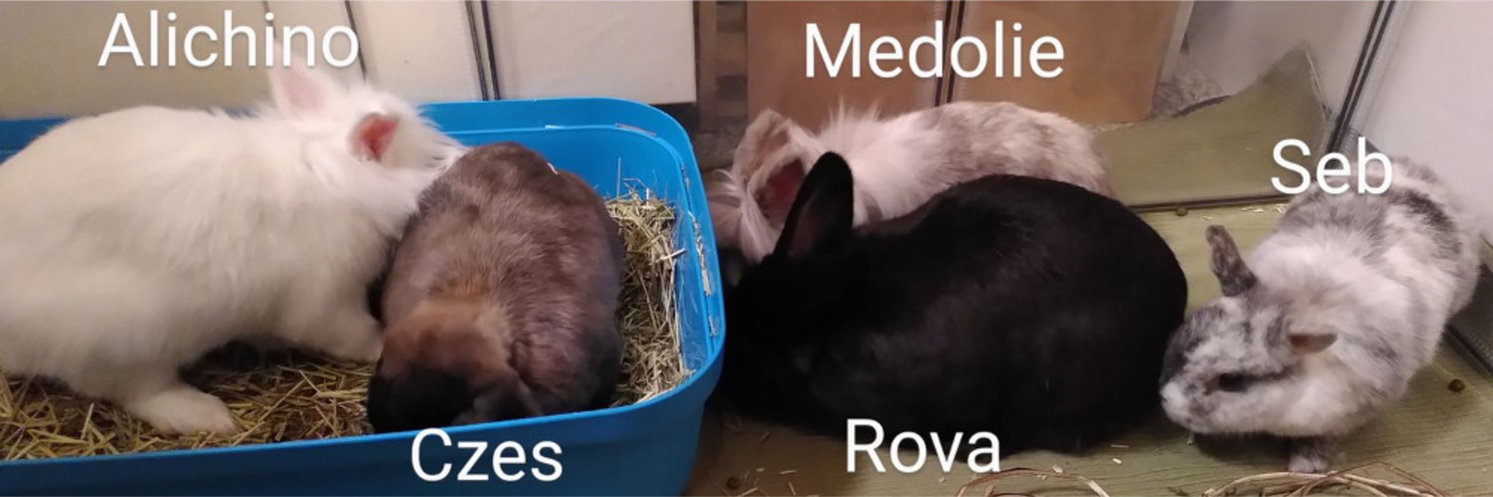 A Fluffle Of Mooches