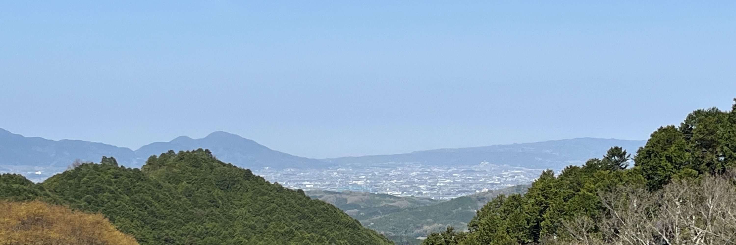 馬酔木