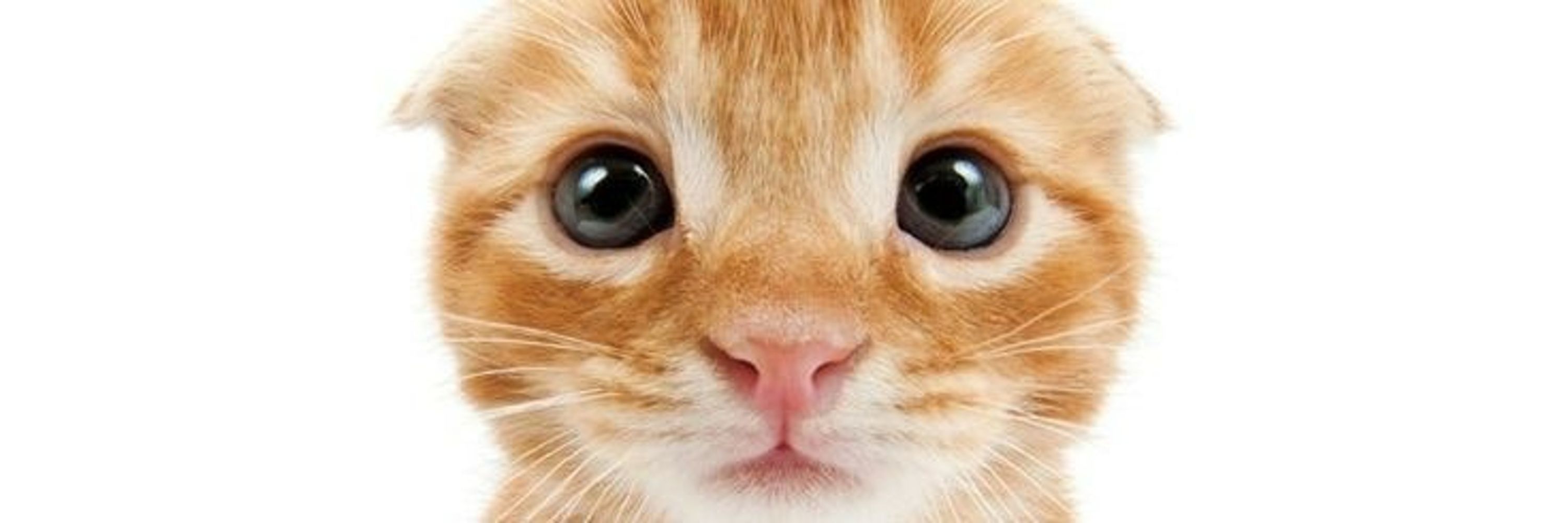 squisheekitty