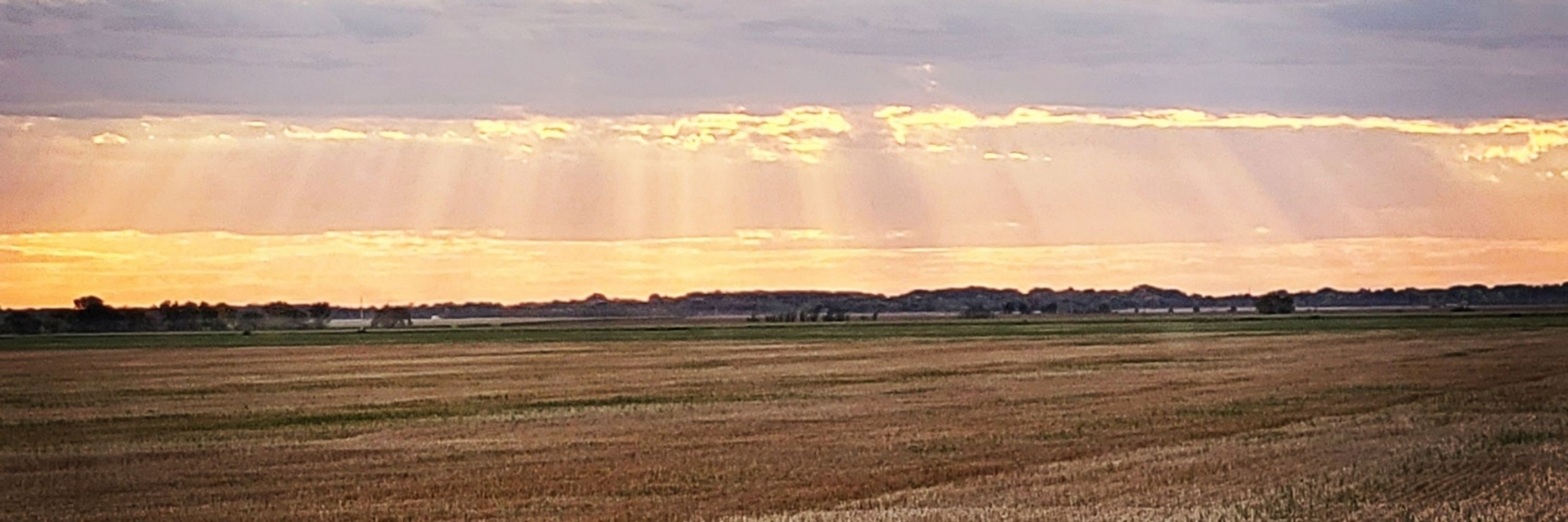 Savana Dziengel