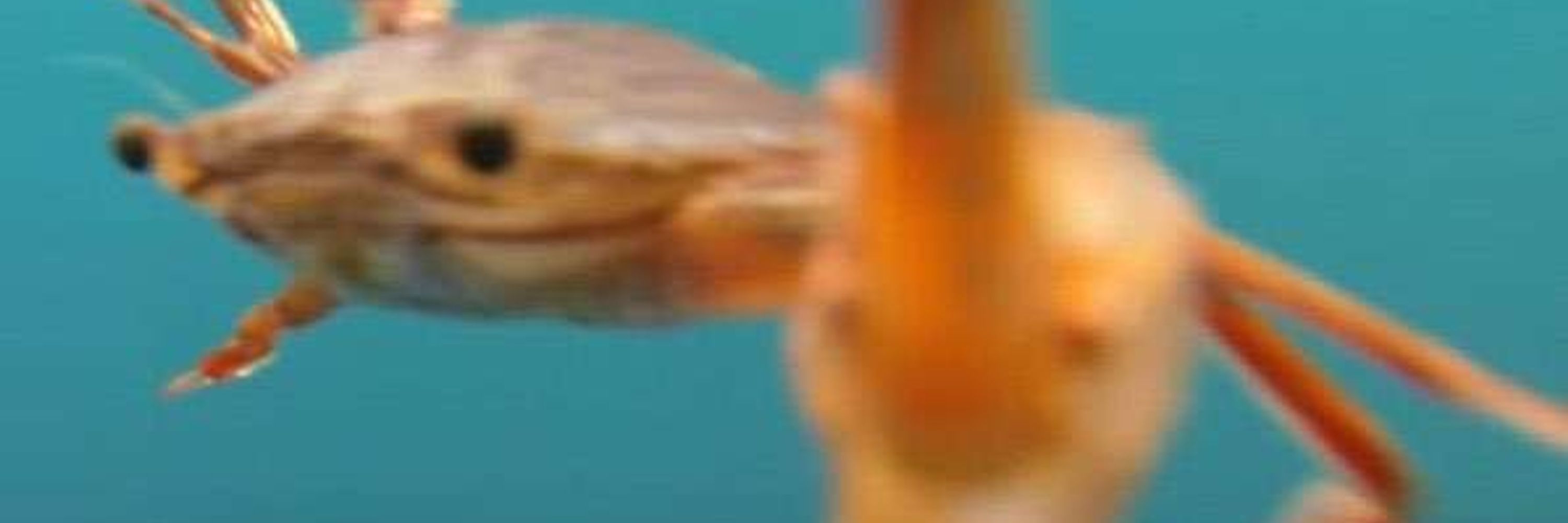 WhysTheRum