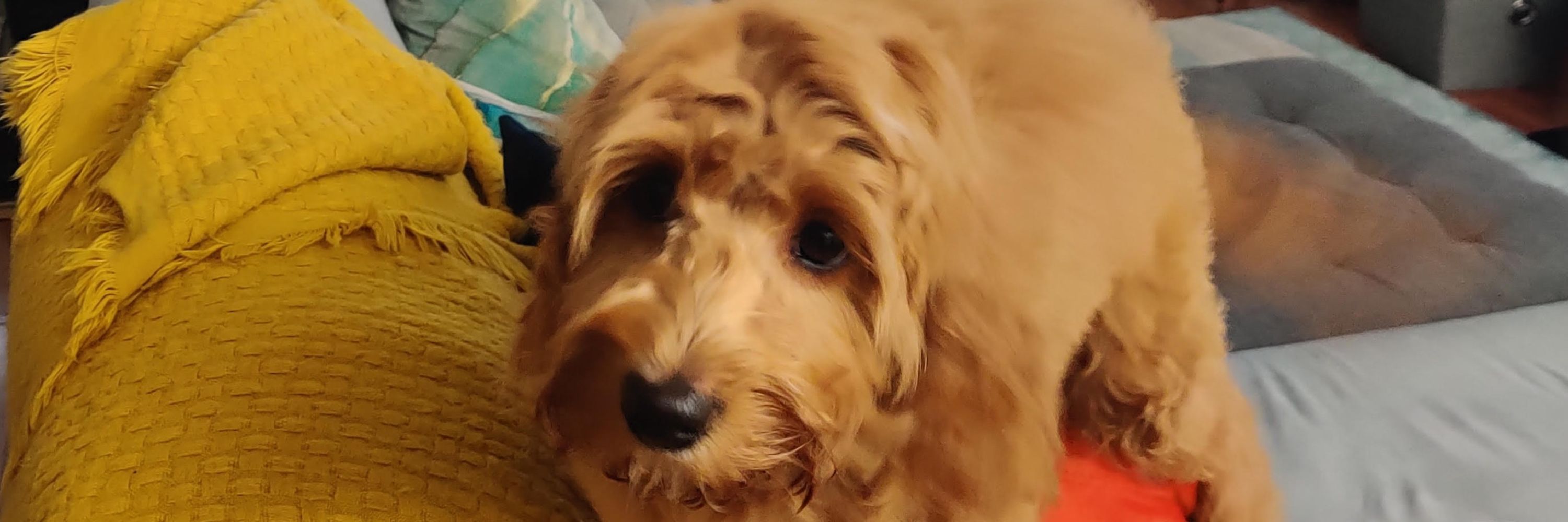 Java the Doggie <3