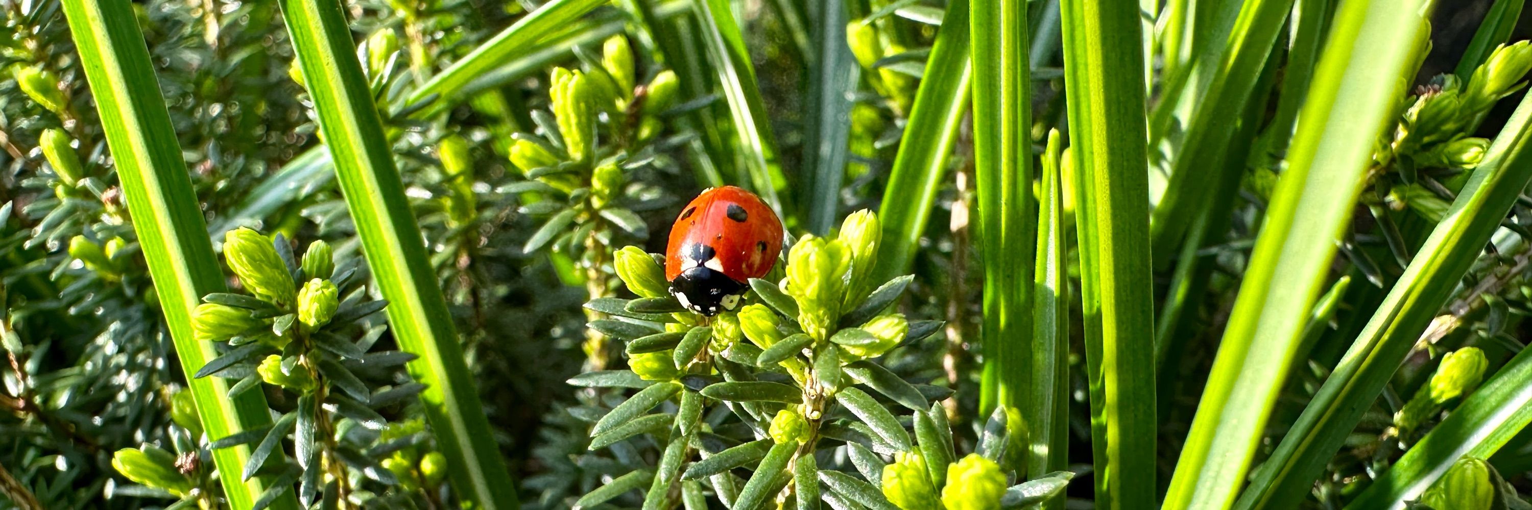 Plüschmoors | NRW