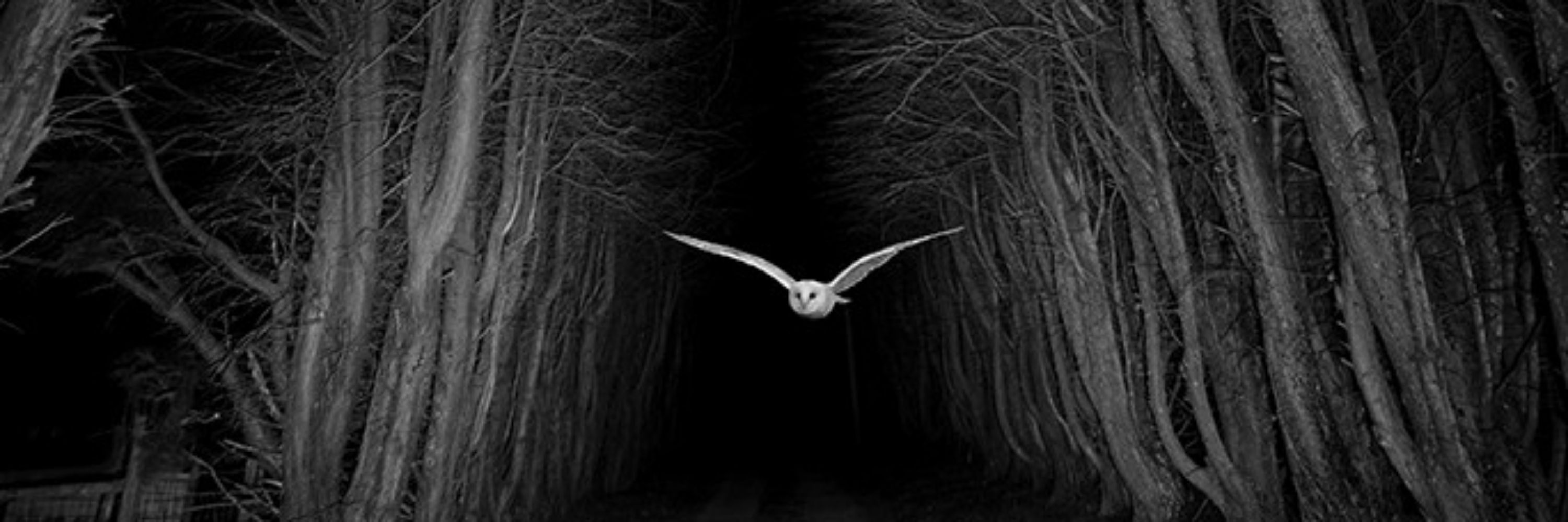 Ann Stapleton BL