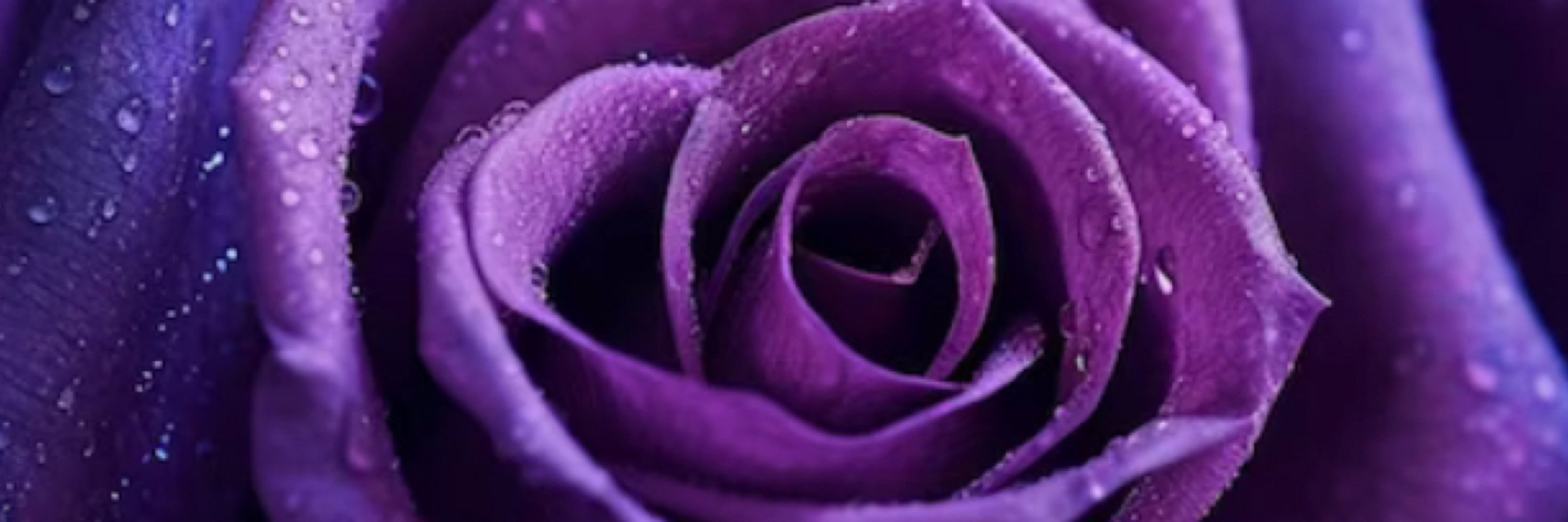 💜✨Ash Rose ✨💜