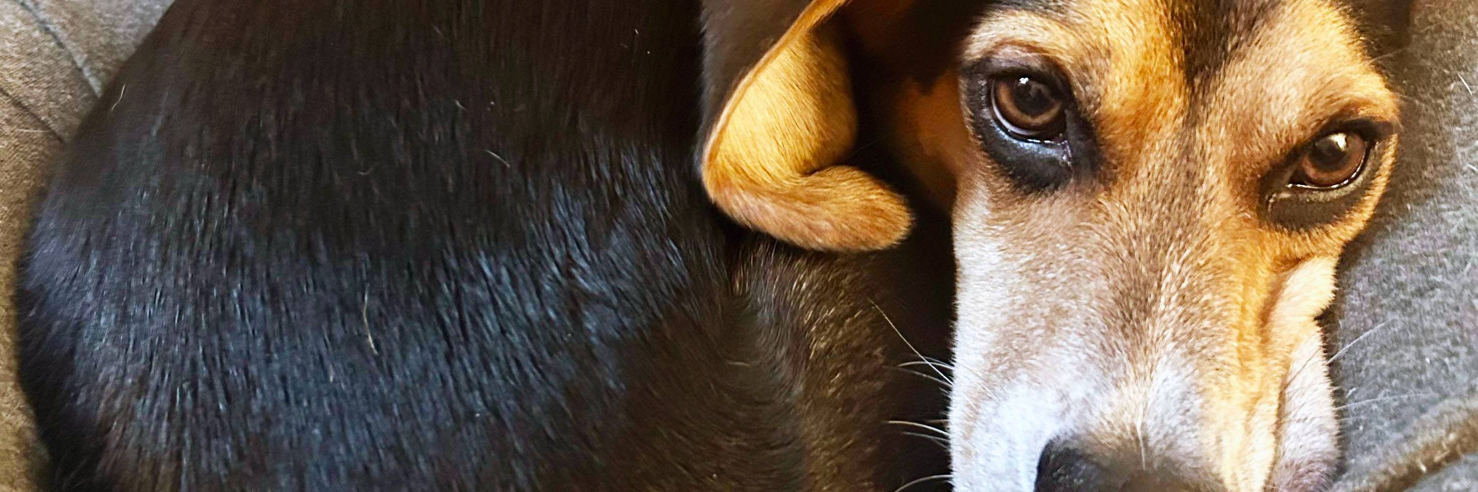 Beagle Bunch