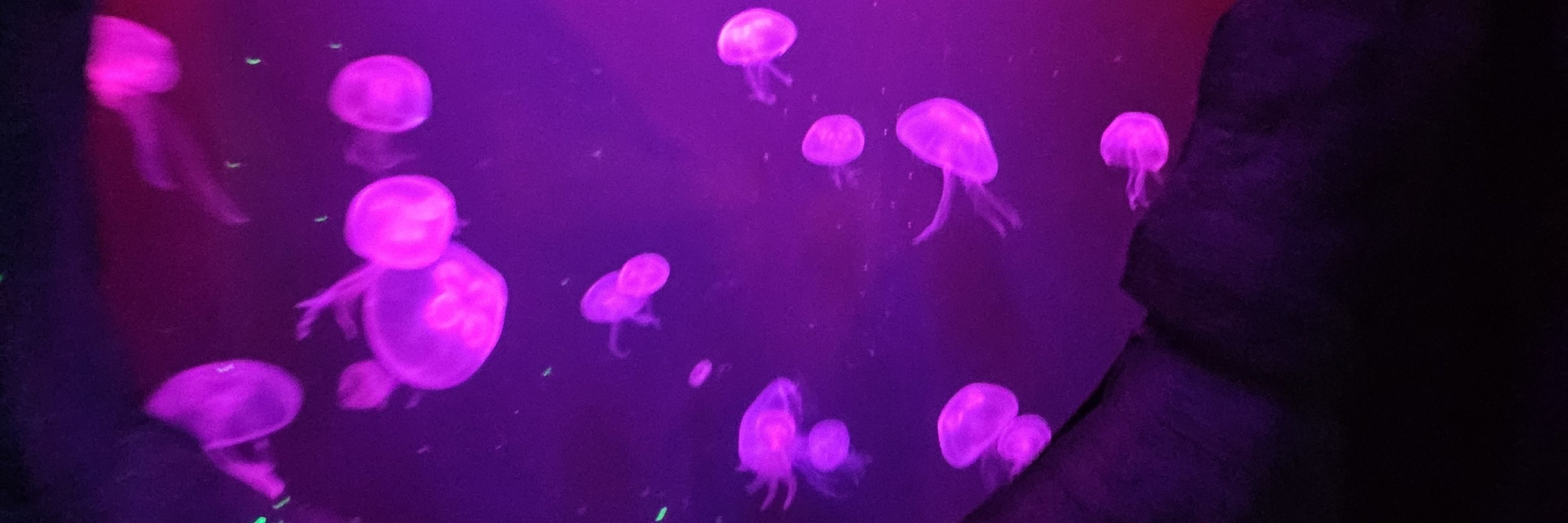 Colliflower