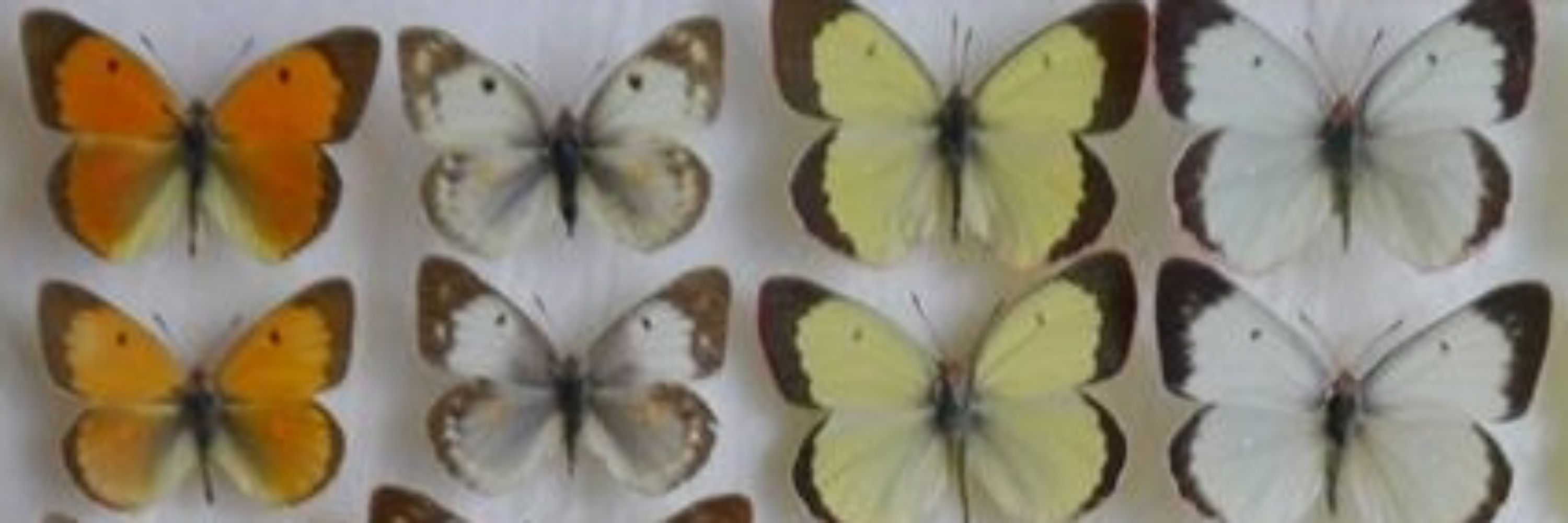 ola 🦋