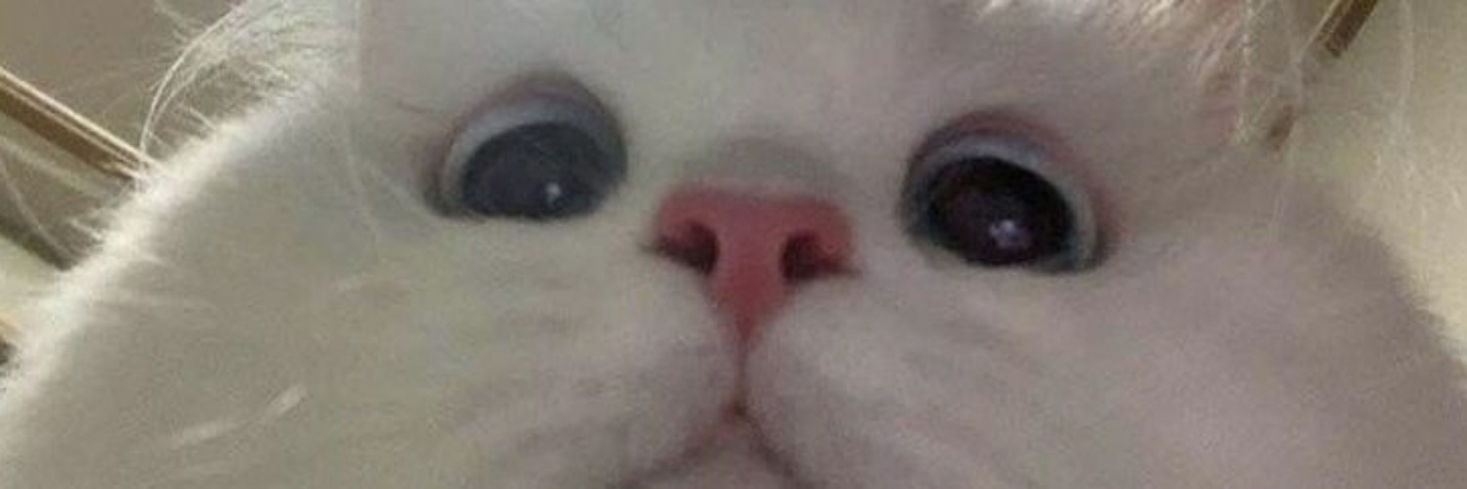 ❪❥࿆᭭͜͡◍࿆᷀᥉ᥲ꧑ᥡ❫੭› | ATE | DIE FOR ME