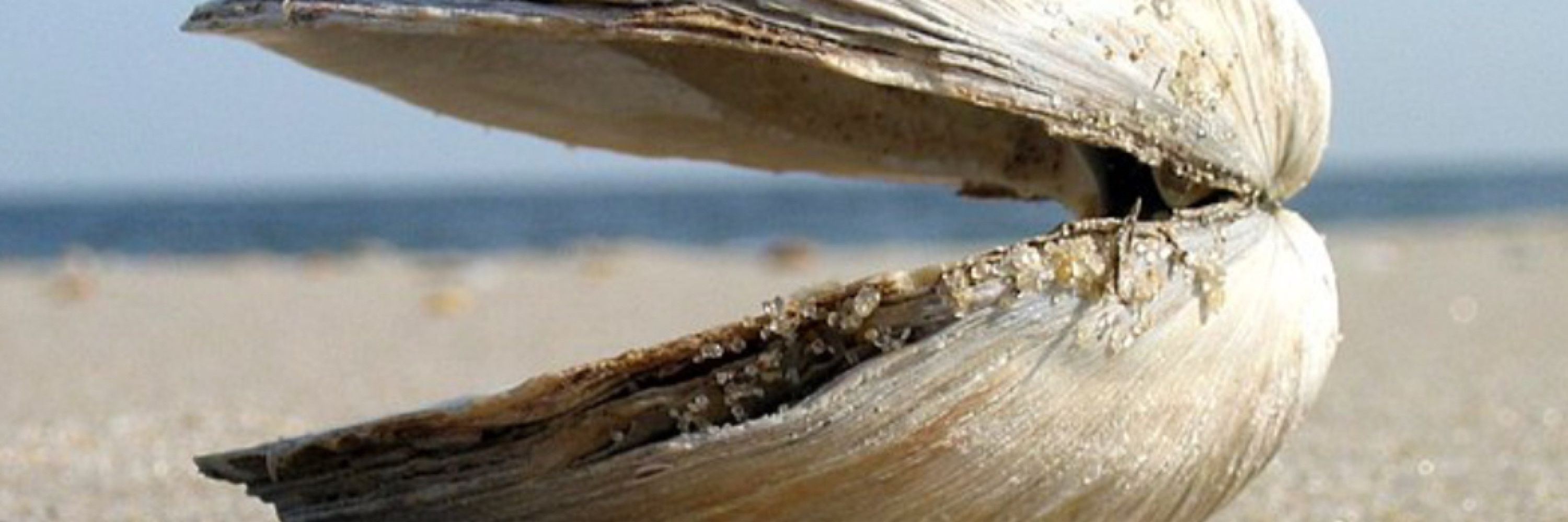 Moist Clam Bake