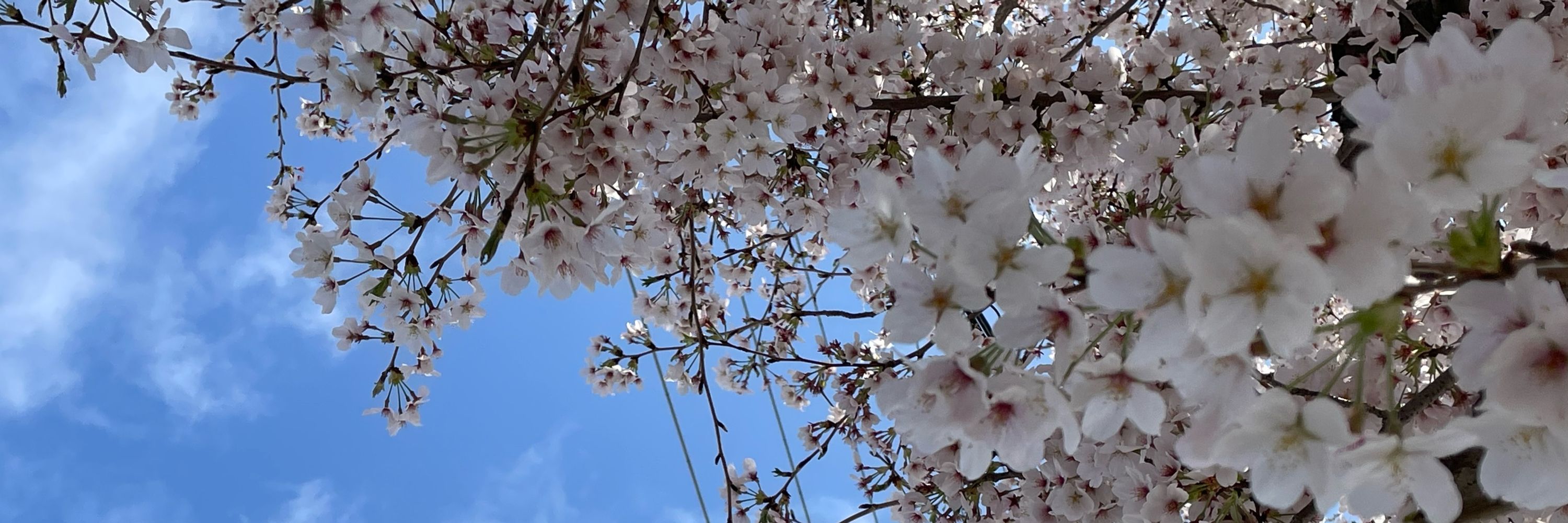 あやめ🌸審神者