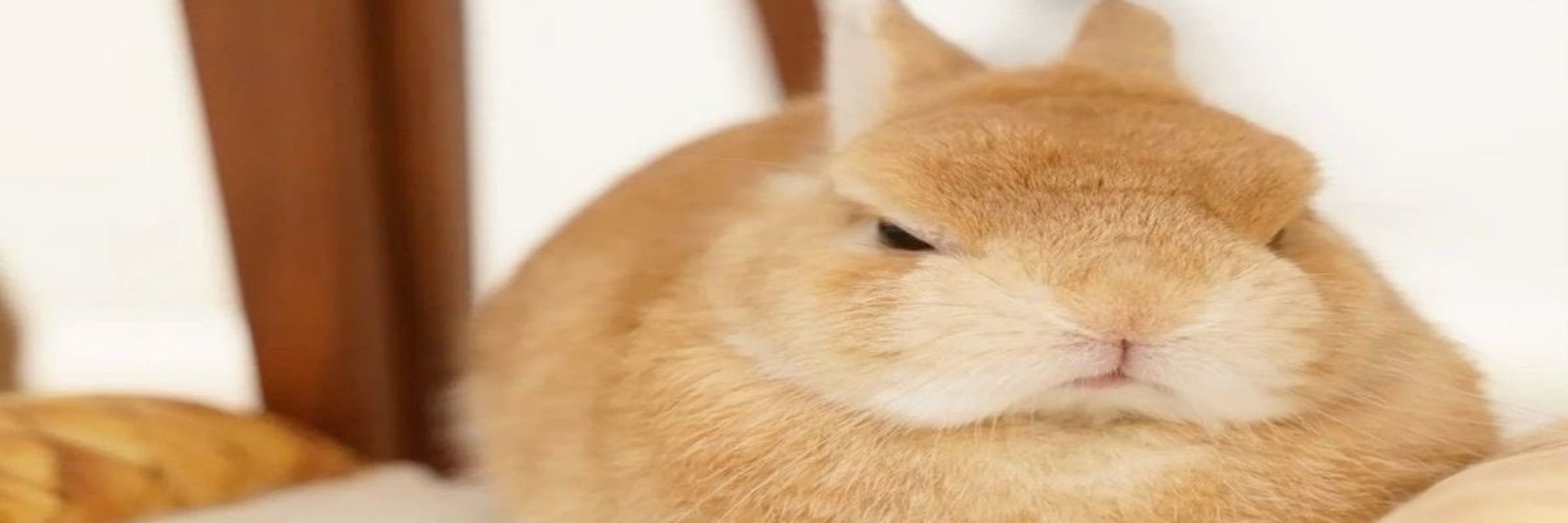 🐇Warshava🐇