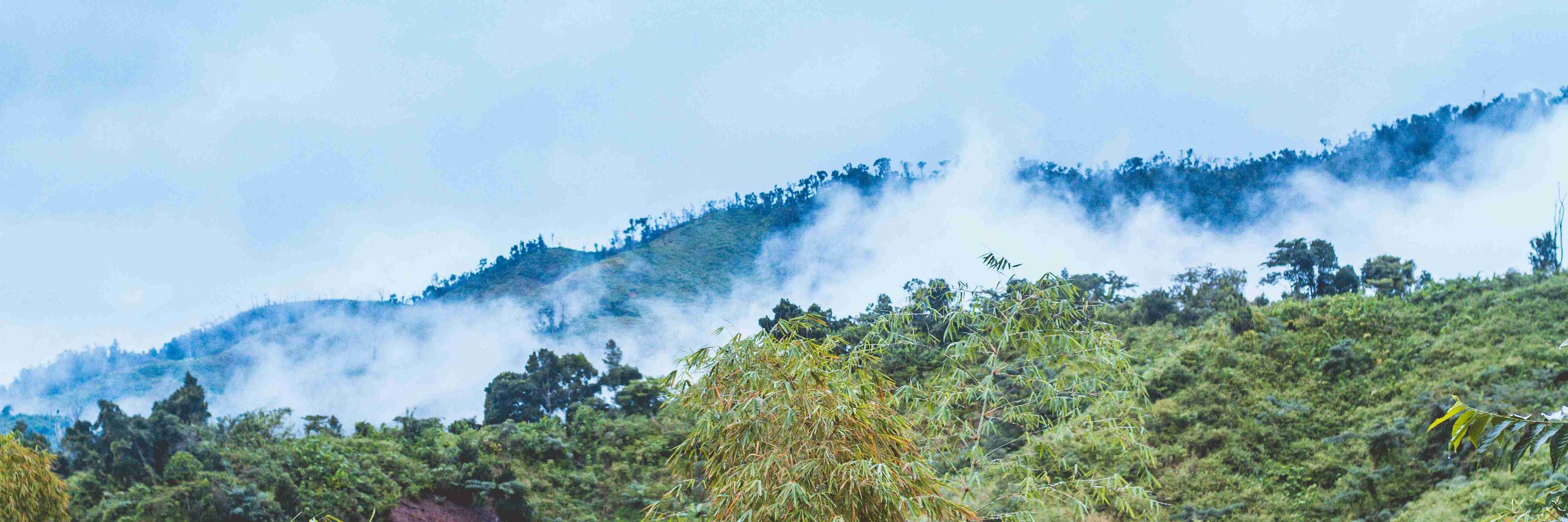 Society for Tropical Ecology