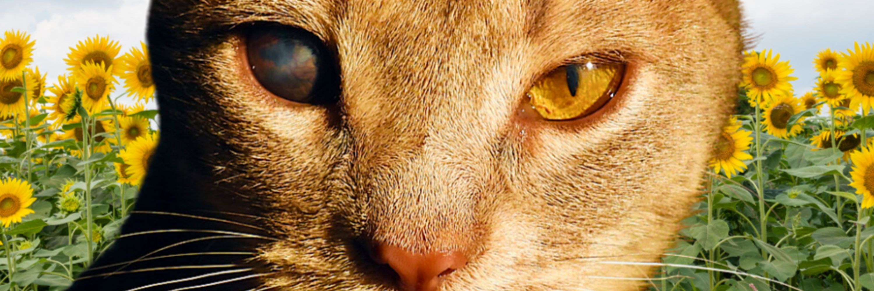 🎃🐯𝔱𝔦𝔤𝔢𝔯𝔠𝔥𝔬𝔪𝔭𝔢𝔡🐯🎃