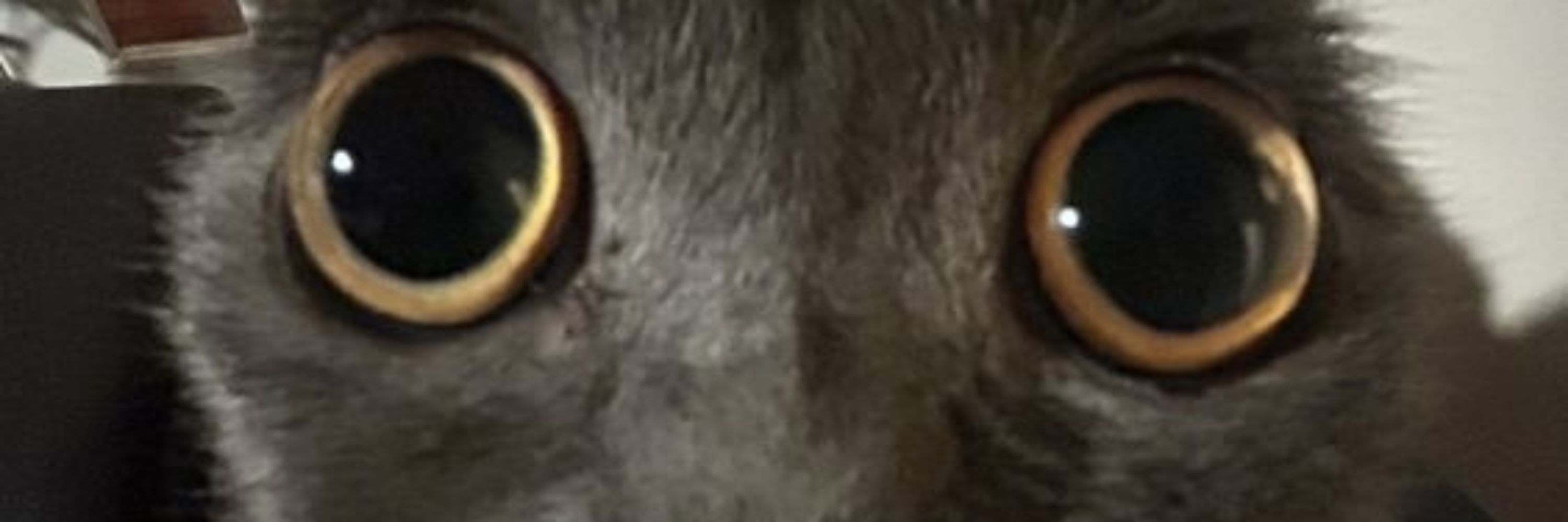 spood'E