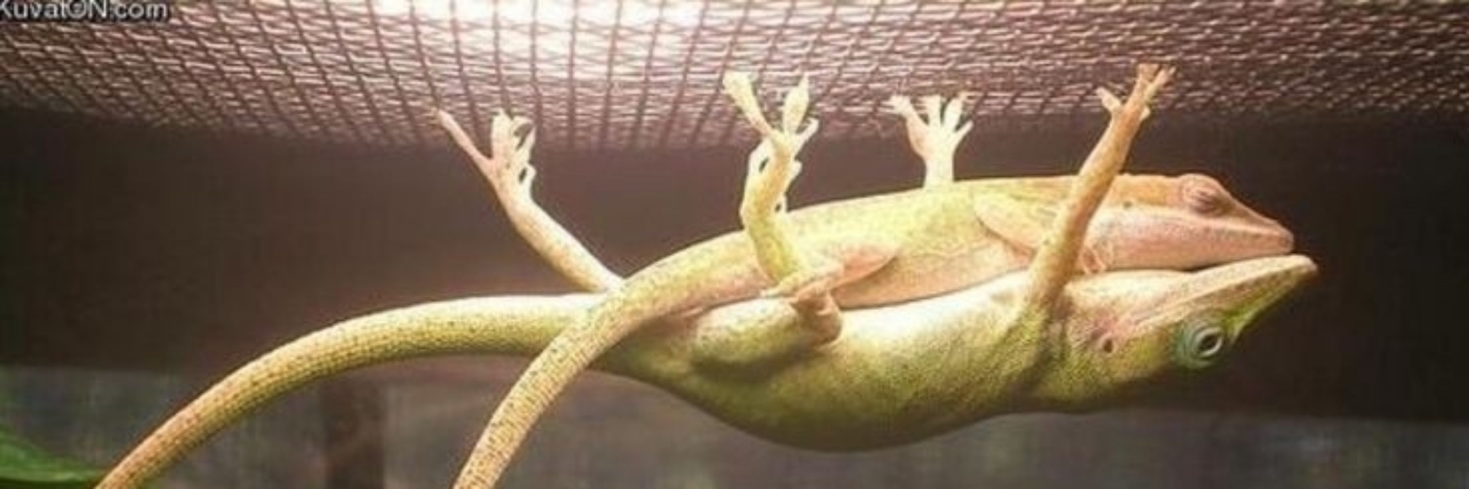 🐸