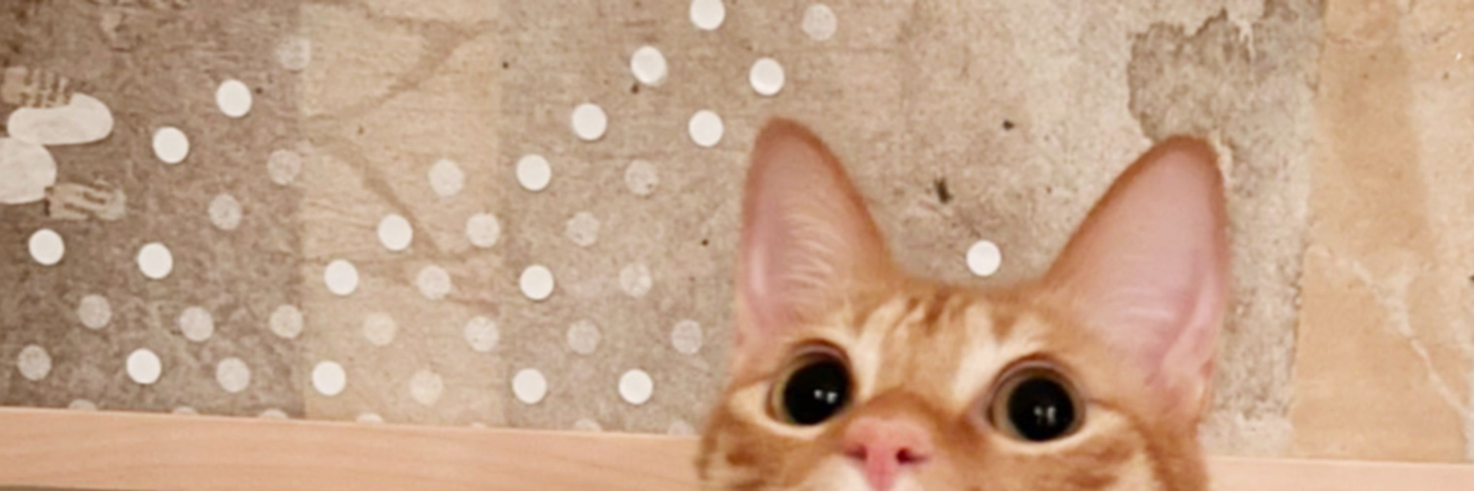 蕉