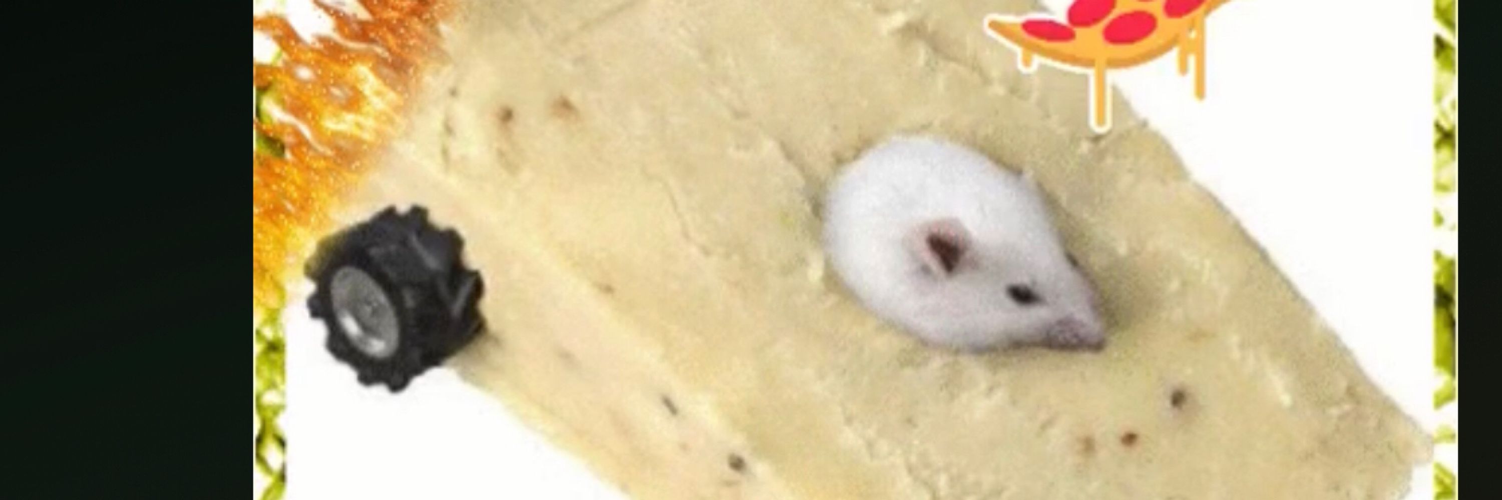 ratgender