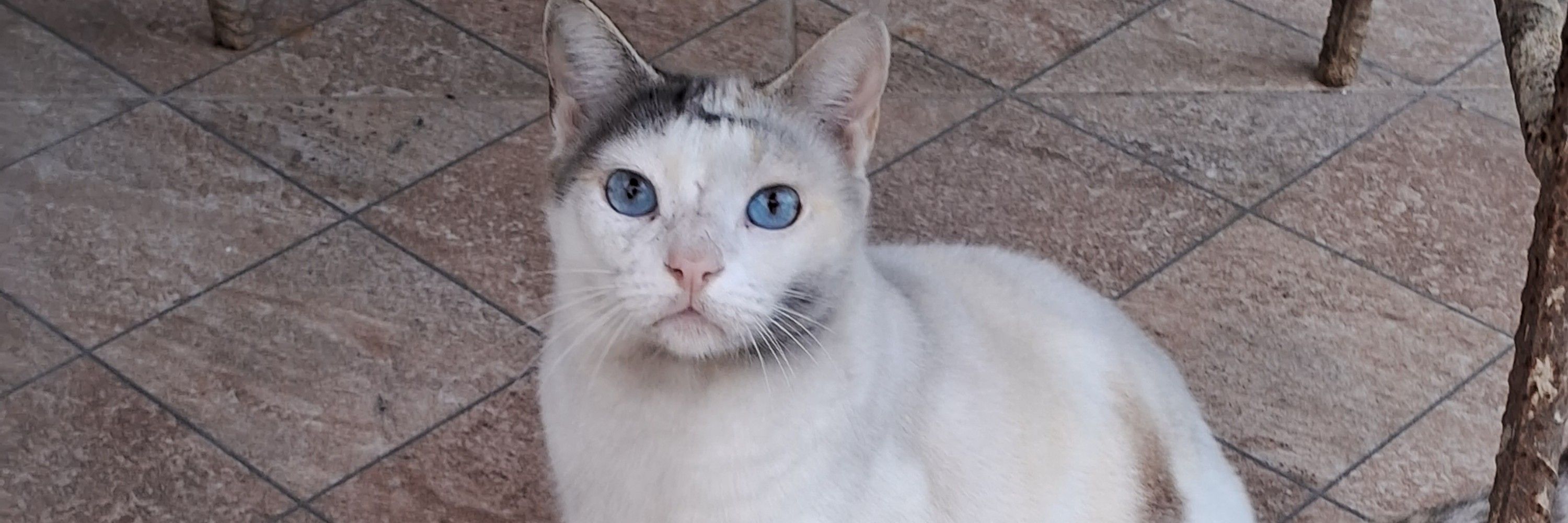 Gugu 