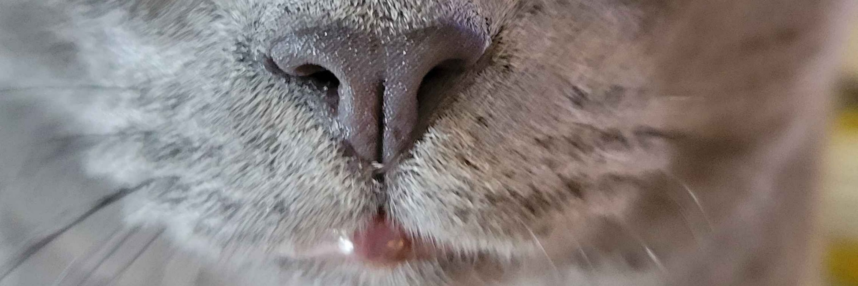 TheRogueKitten