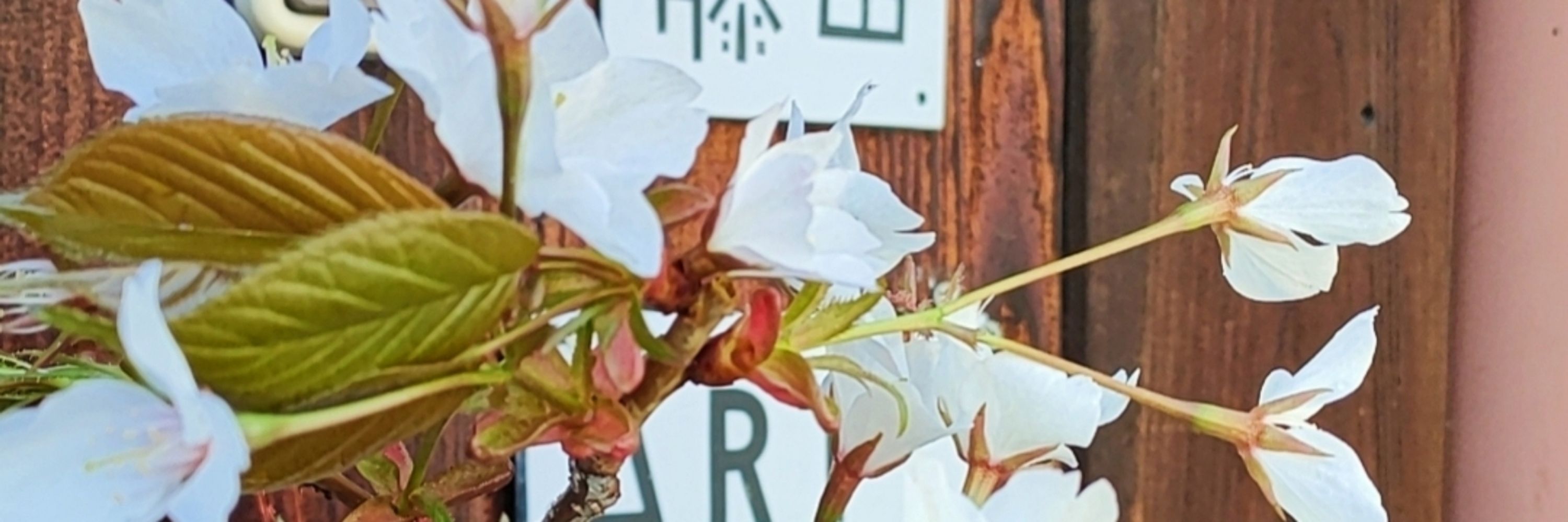 Chisai Fujita&Art Plus inc