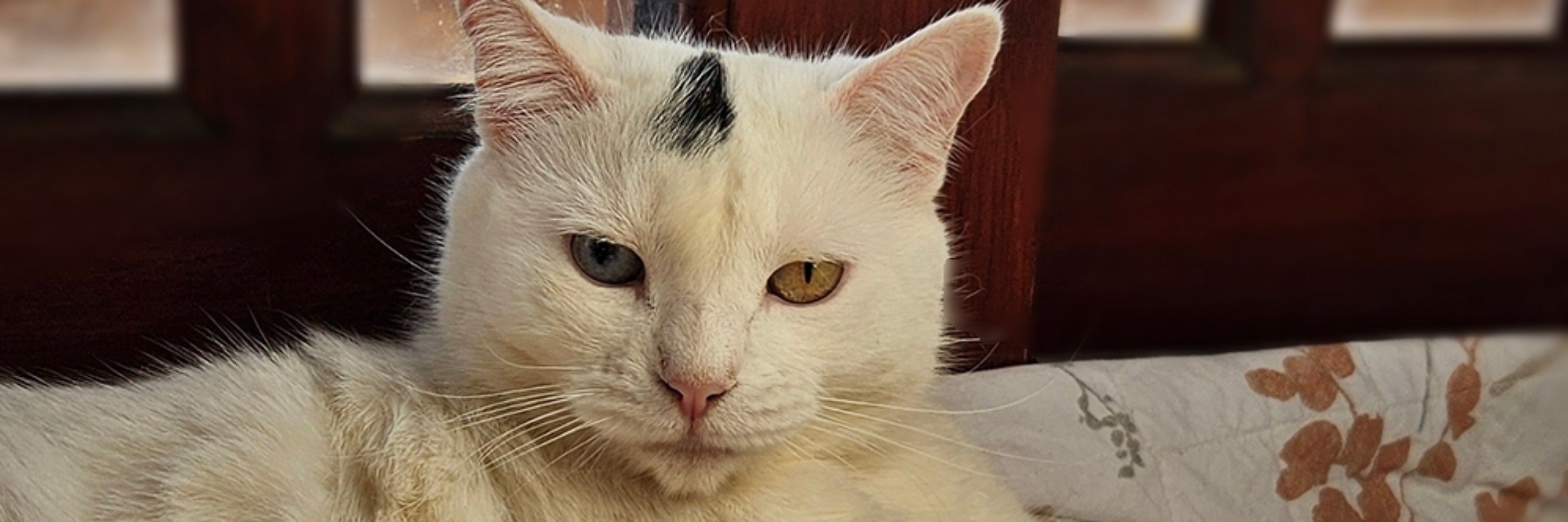 Manuzinha
