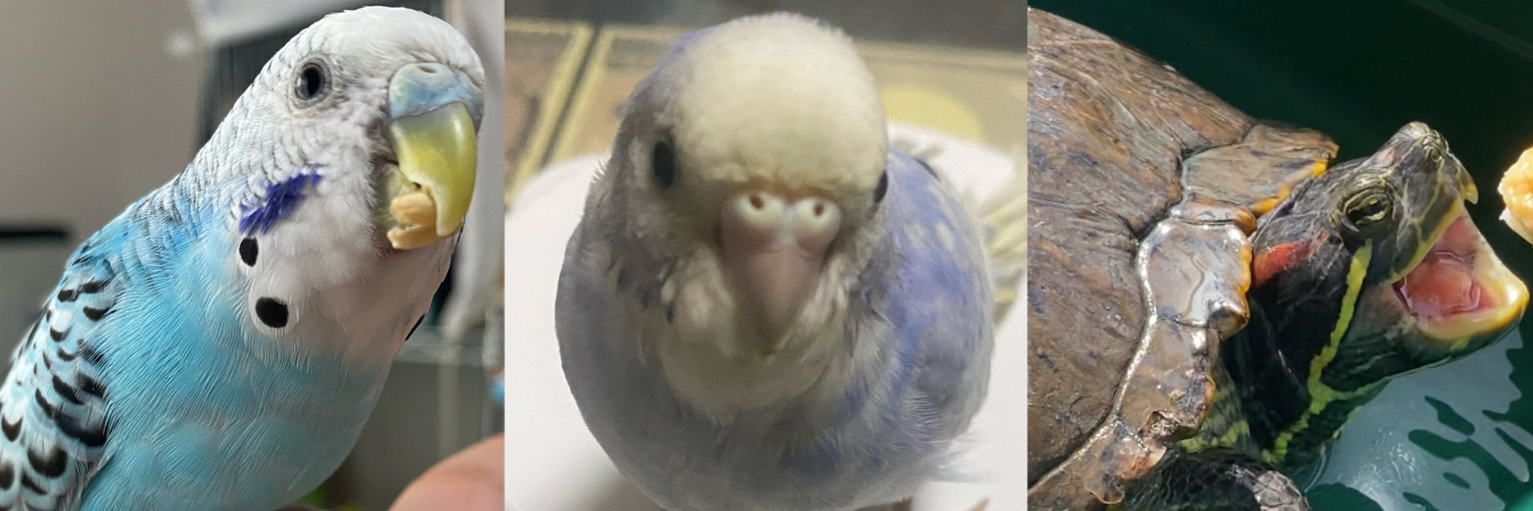羽瑠‪🕊⸒⸒‬🐢‪⸒⸒‬