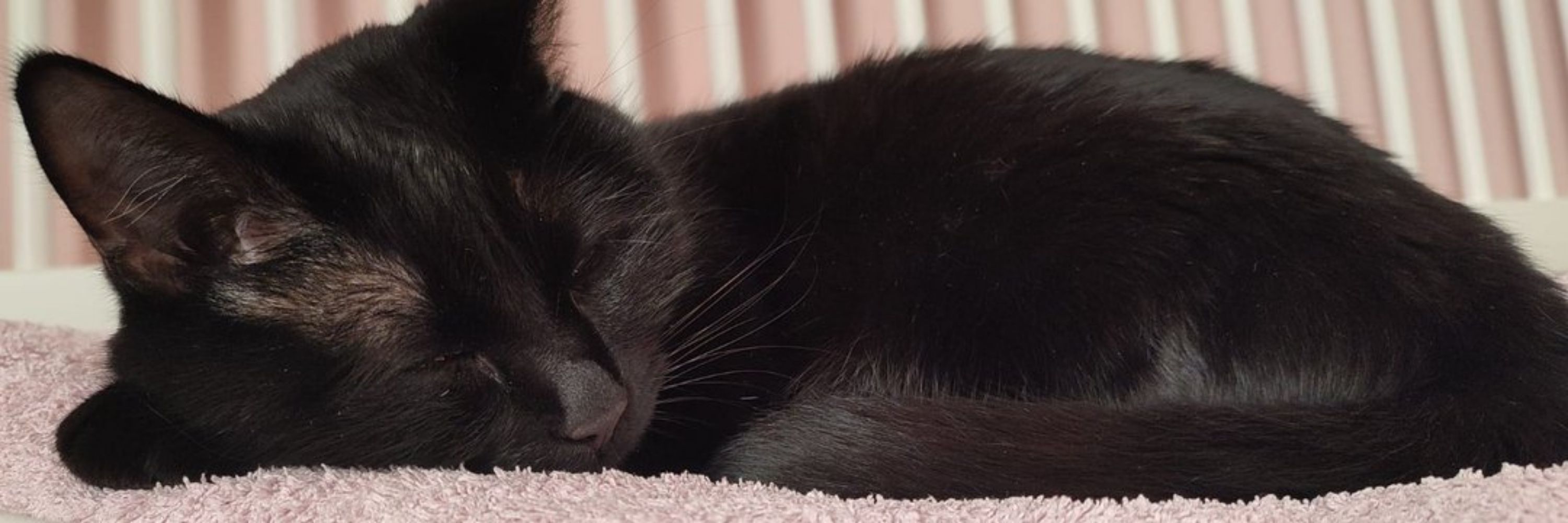 Muffin Cat