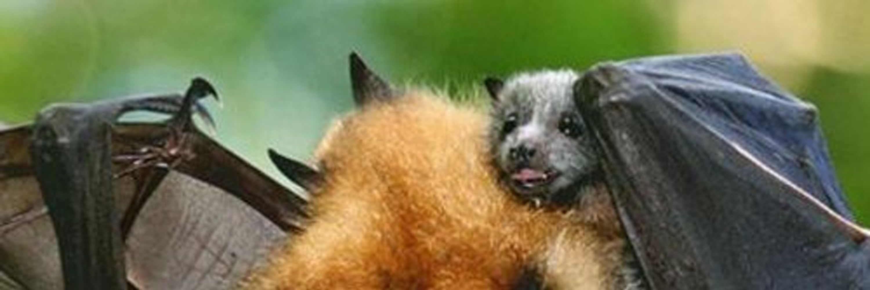 Bats Nightly 🦇