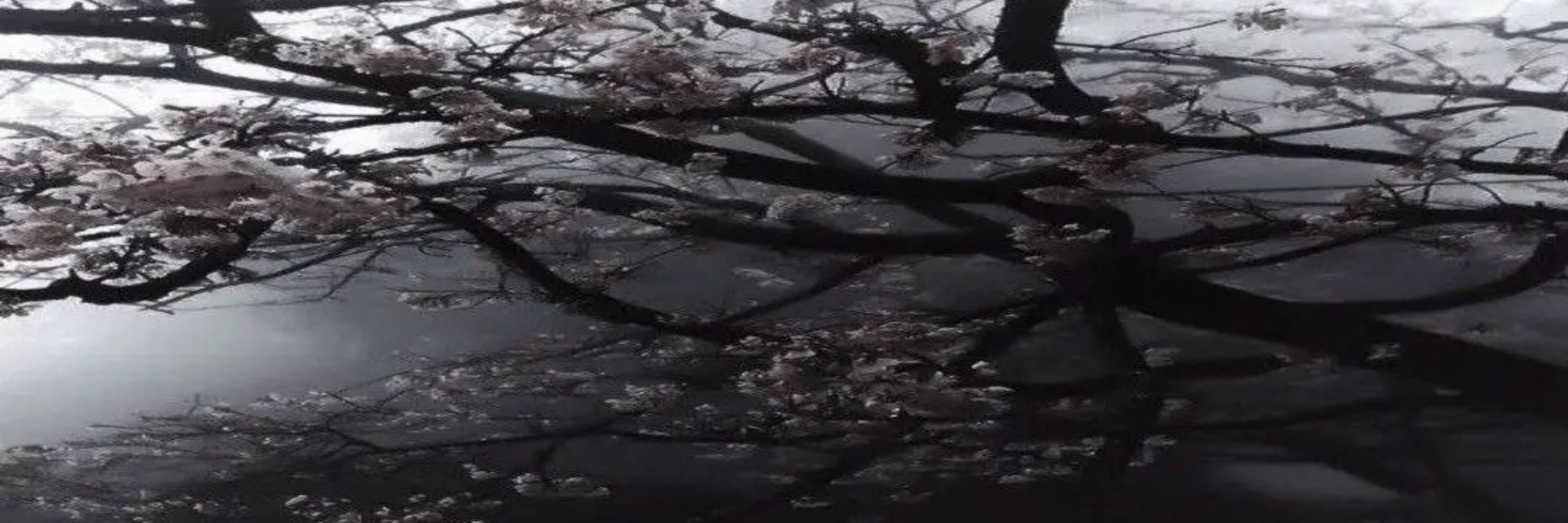 ゼナ