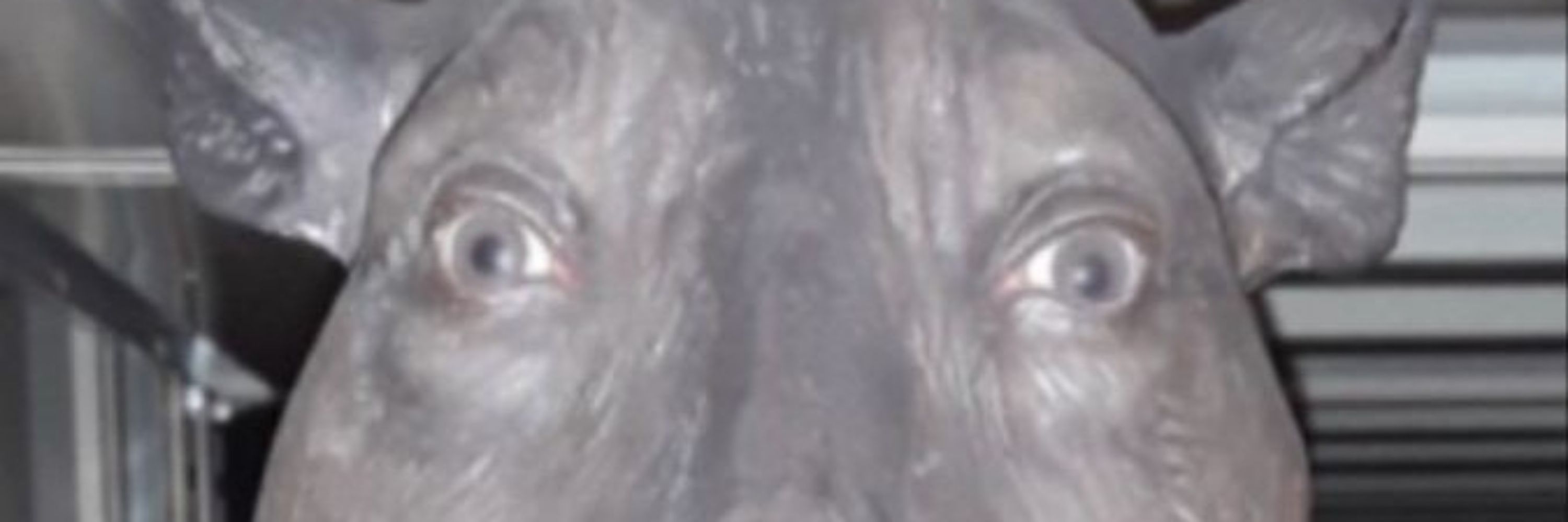 Estou de olho em você 👁