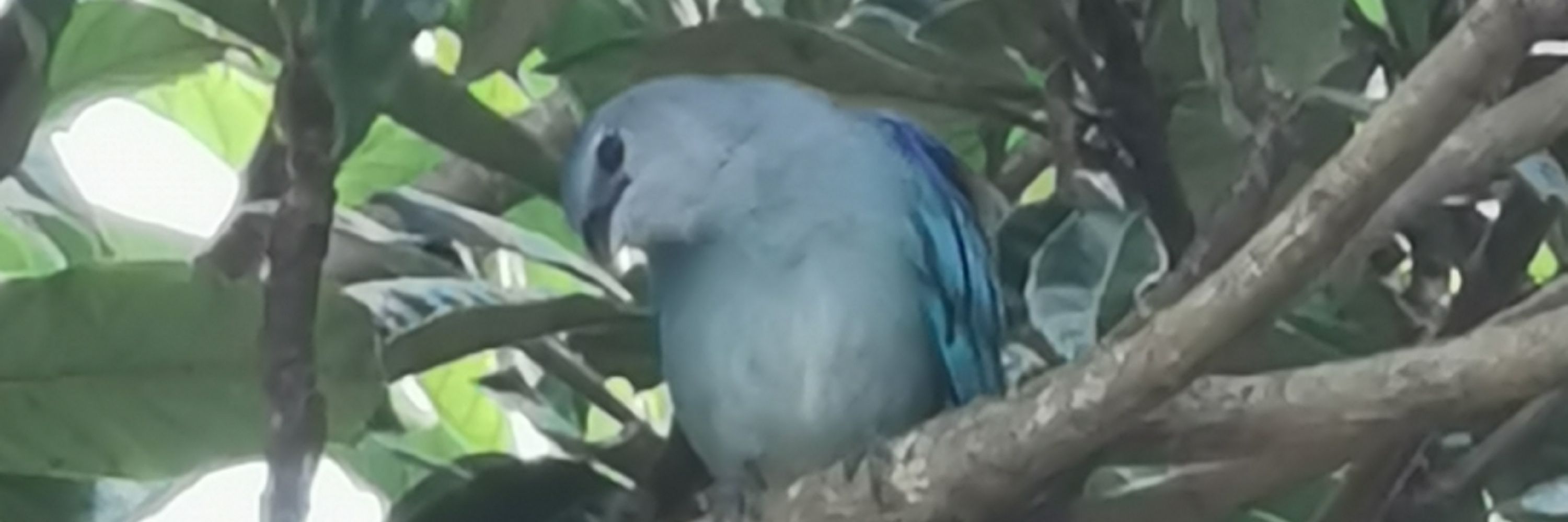 Corvelho 🐦‍⬛ 