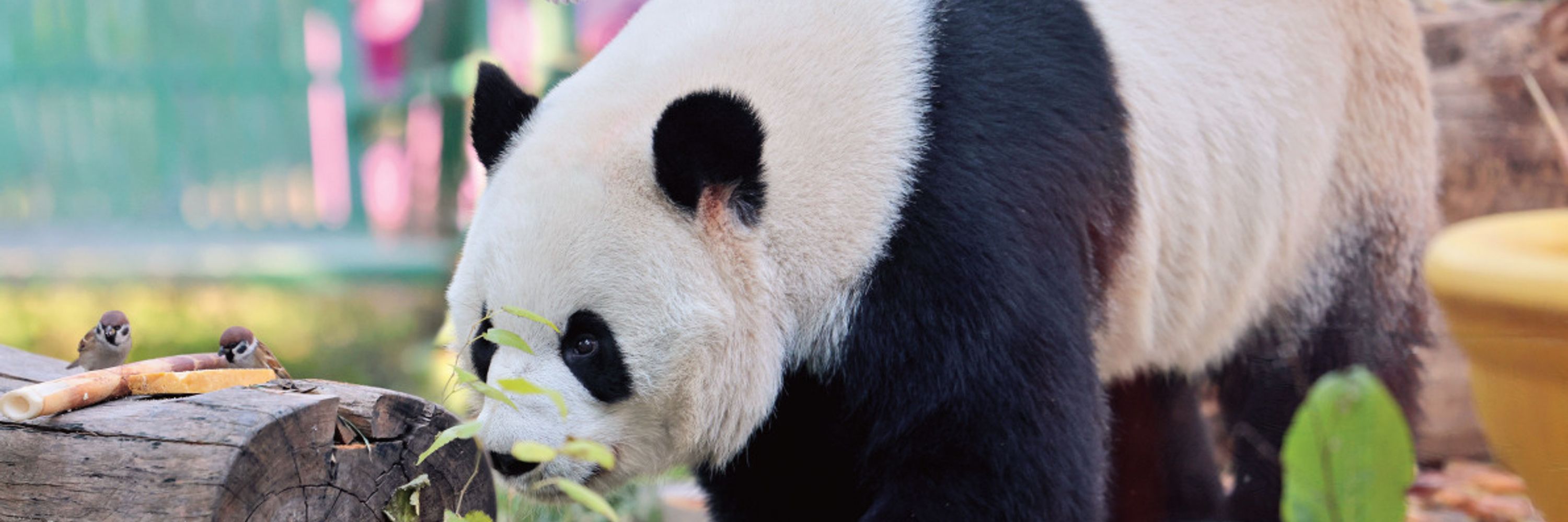 An average panda lover