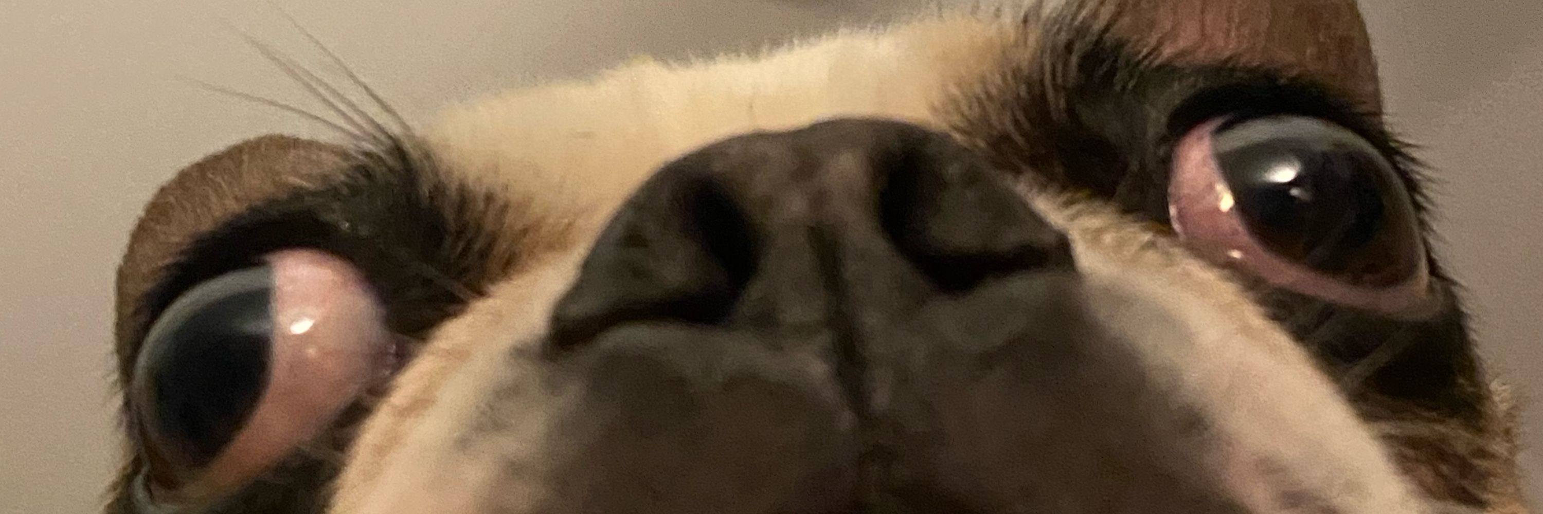 Goblin Puppy