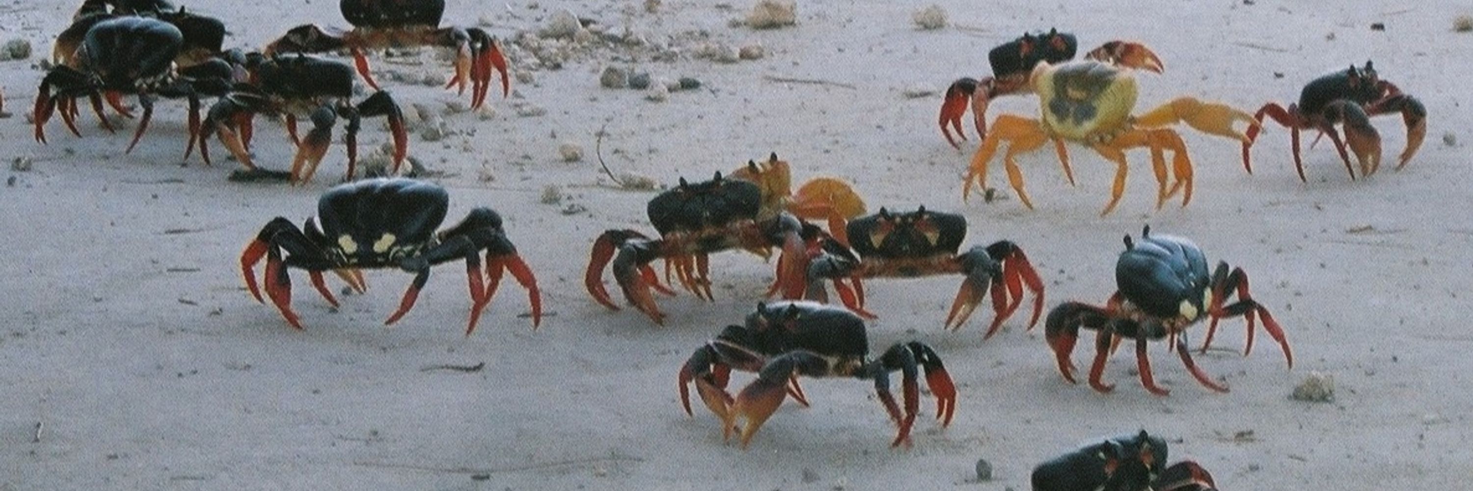 Hot crabs in your area🔞🦀