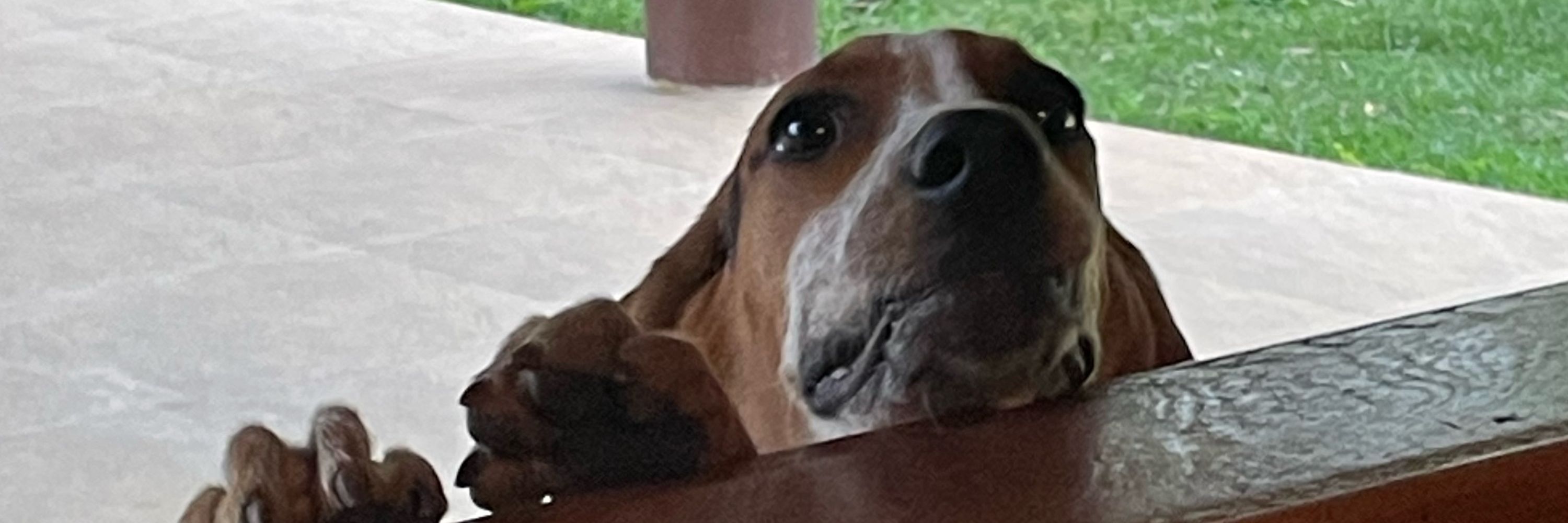 Helo
