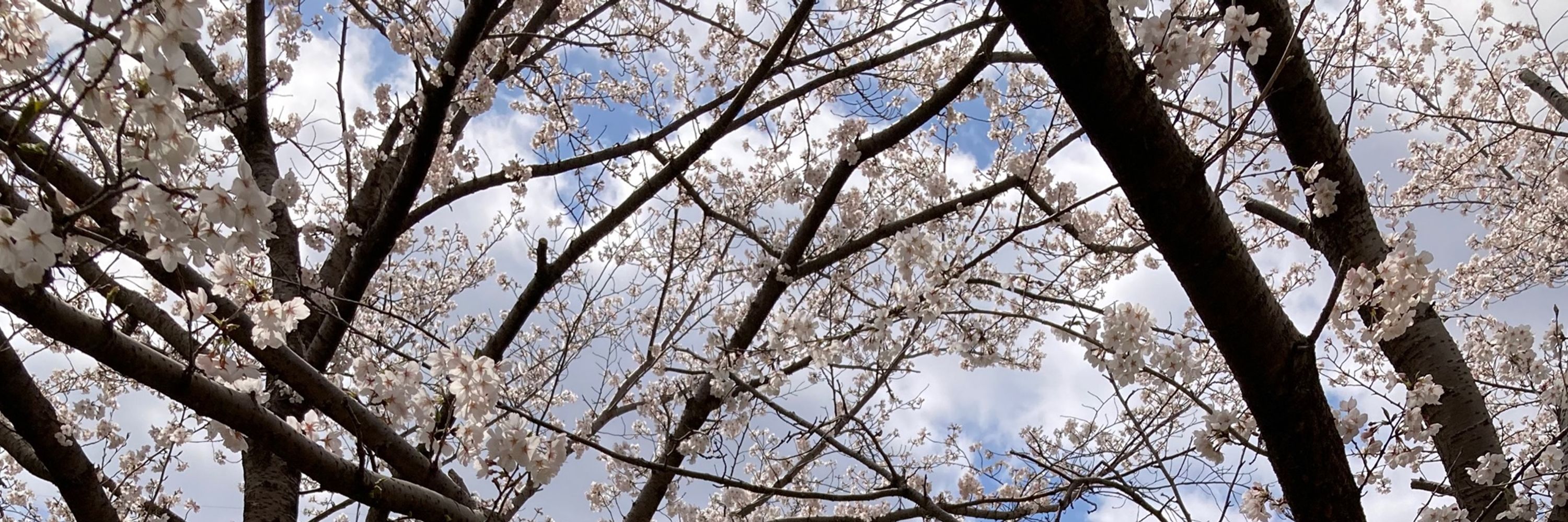 たきにい