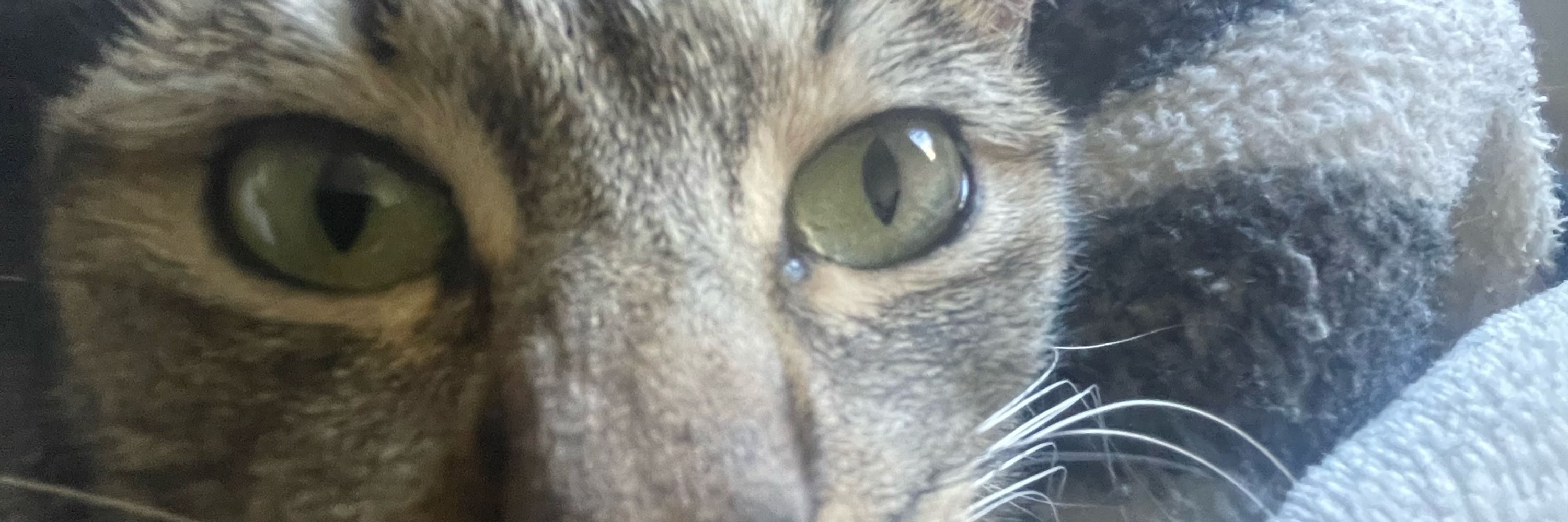 Leobardo