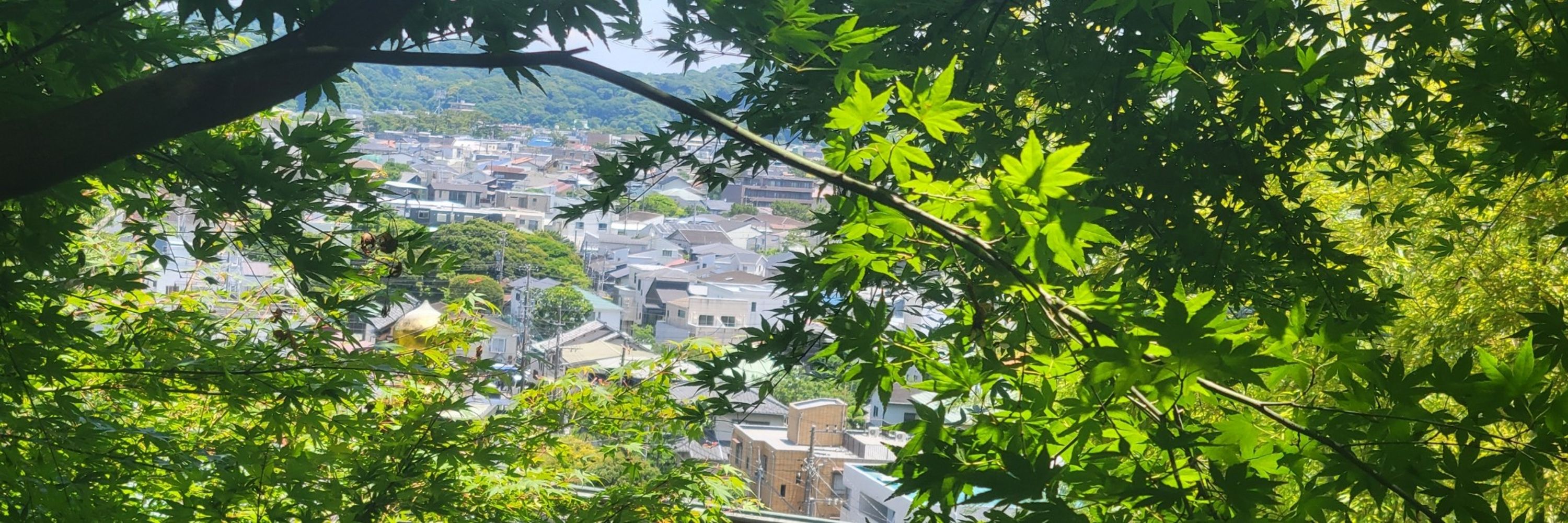 まいしゅー