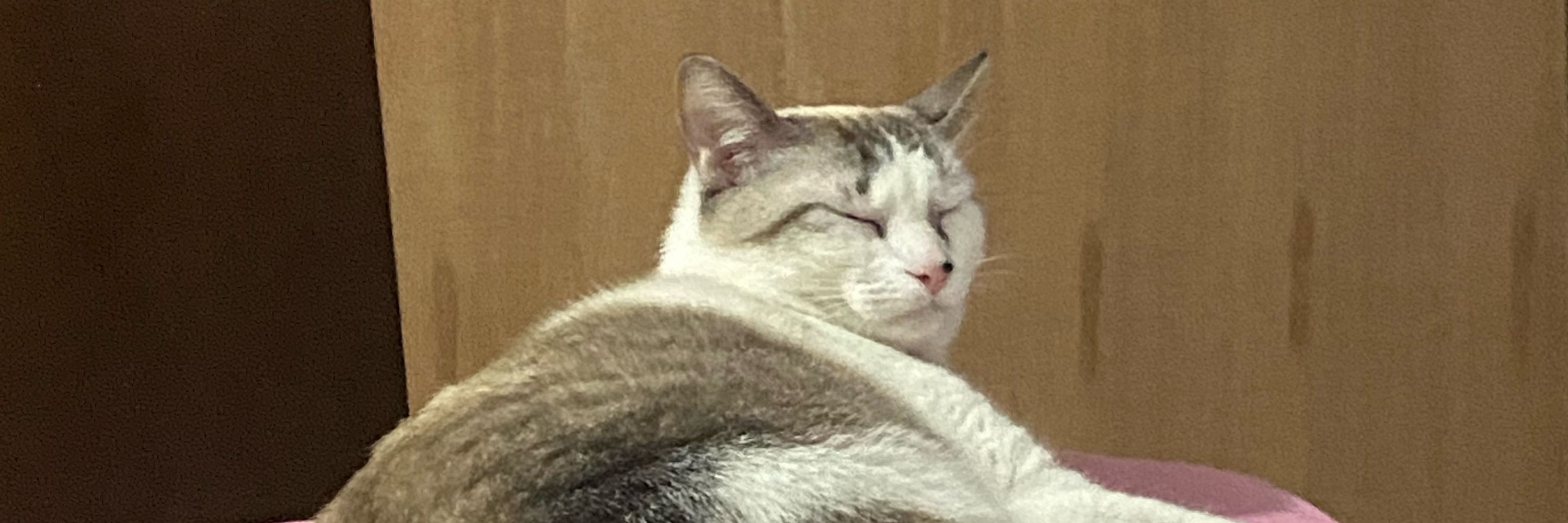 luizzo