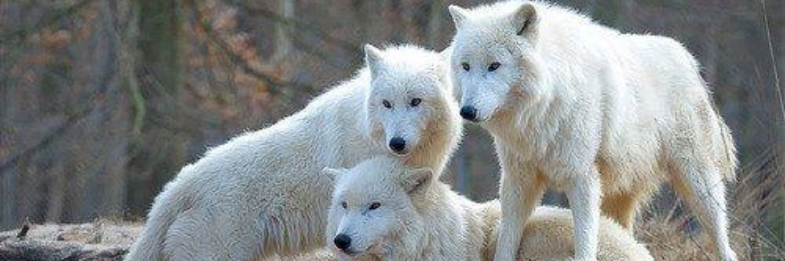 WhiteWolf