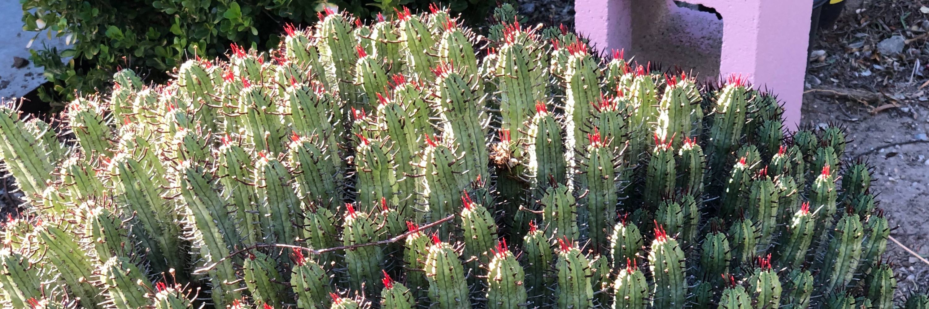 CactiDude 🌵✔️