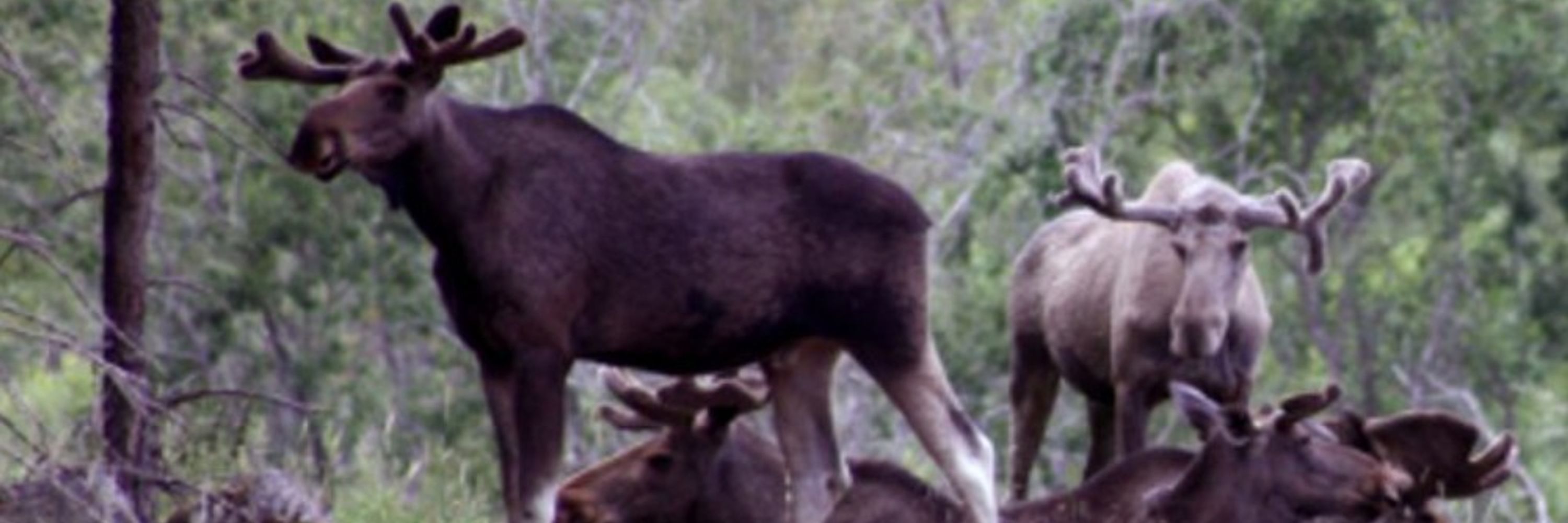 Alces parvus