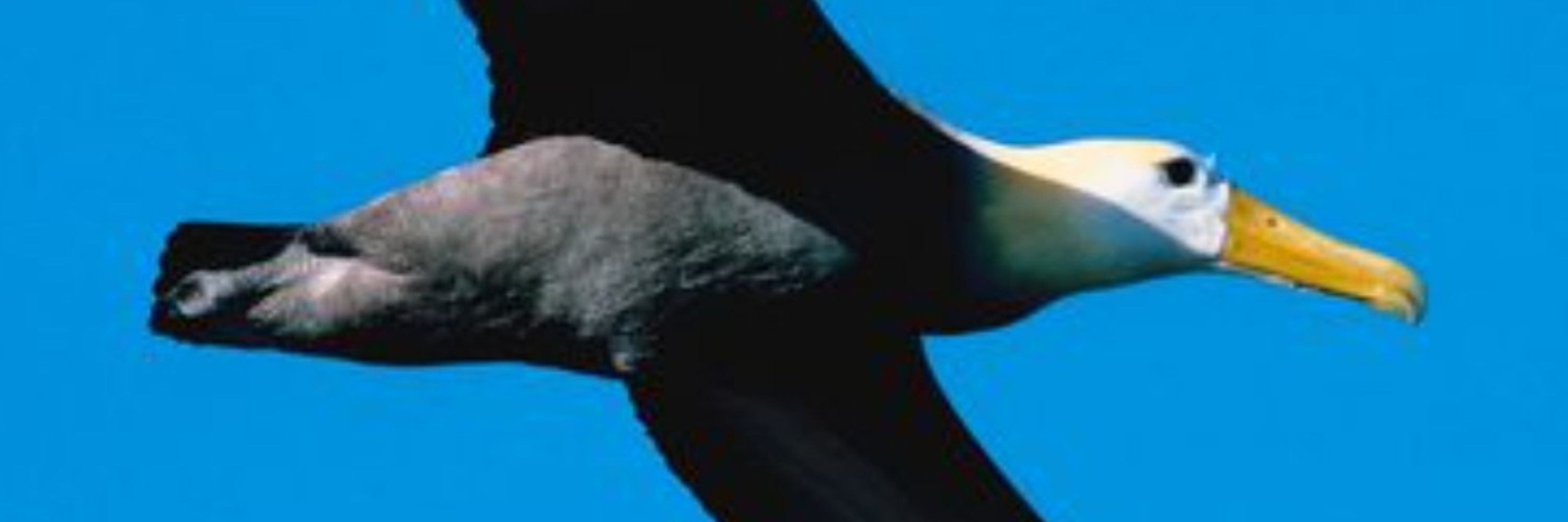 The Albatross