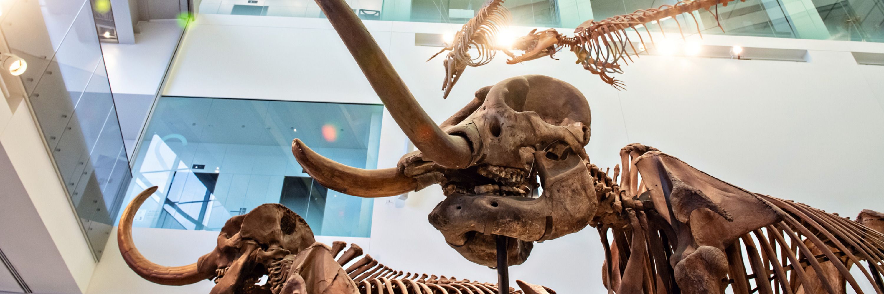 University of Michigan Museum of Natural History