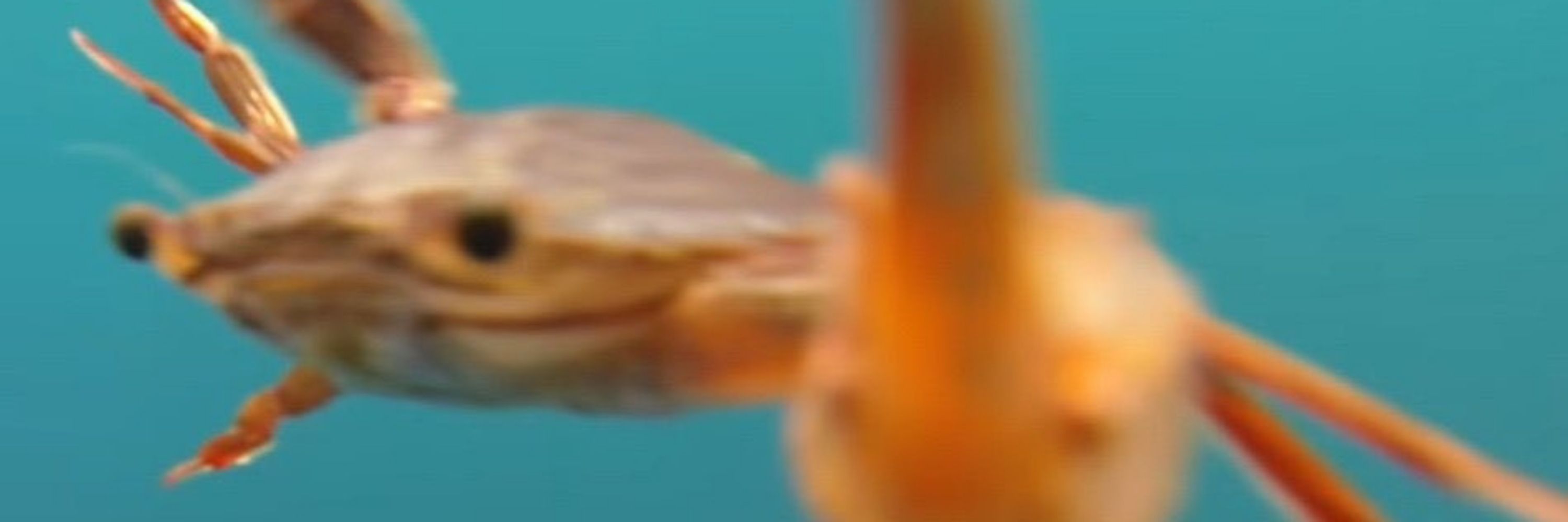 A befuddling shrimp