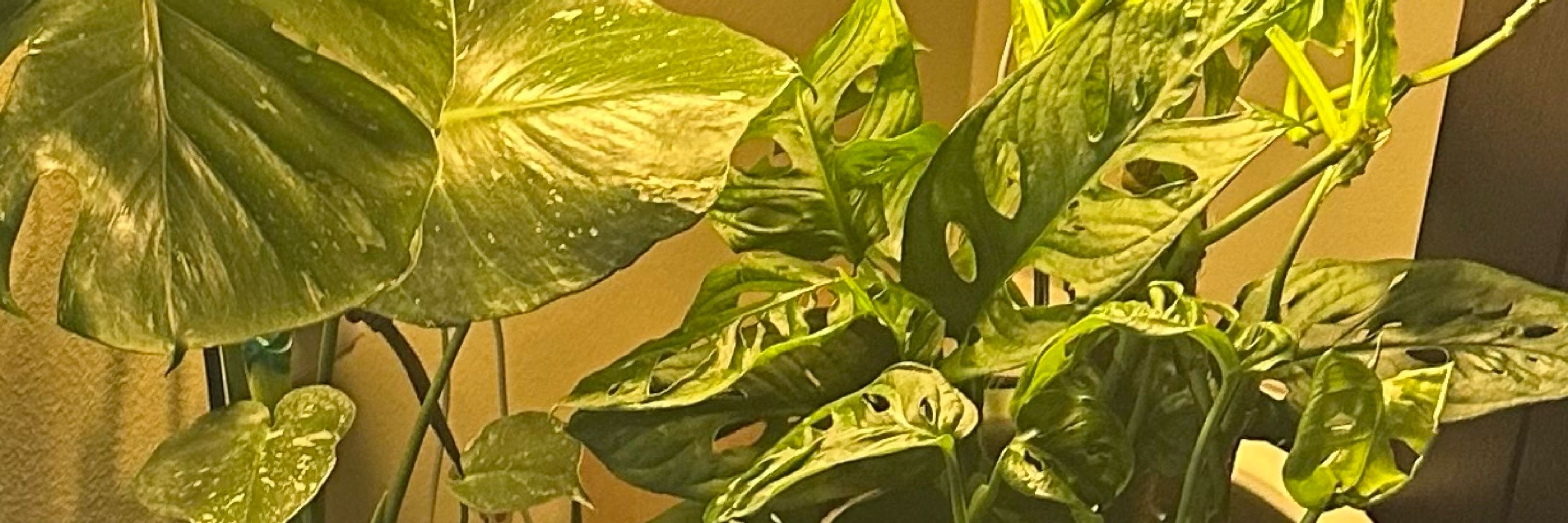Jasmonstera